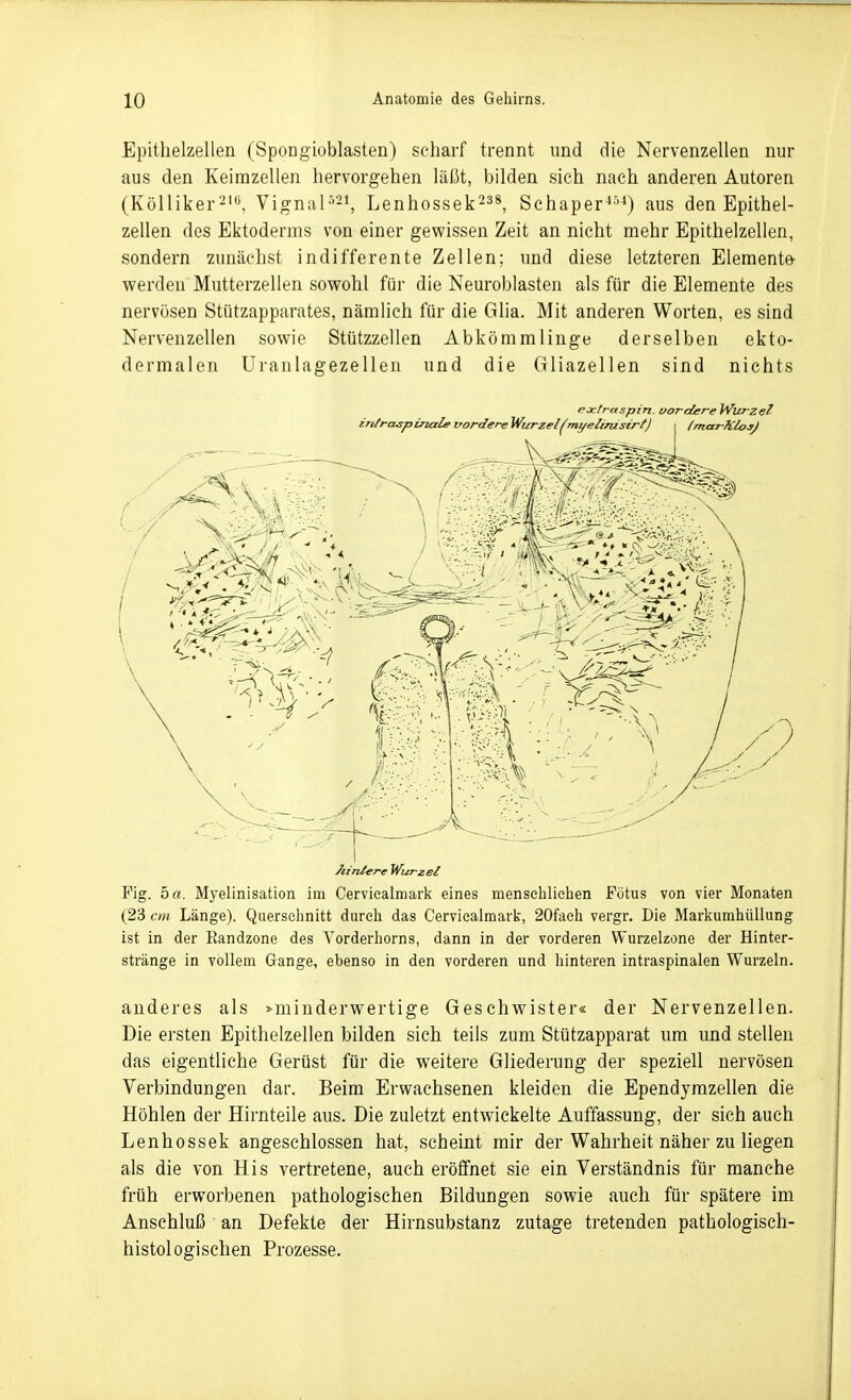 Epithelzellen (Spongioblasten) scharf trennt und die Nervenzellen nur aus den Keimzellen hervorgehen läßt, bilden sich nach anderen Autoren (Kölliker^'«, Vignal'^-^, Lenhossek^»»^ Sehaper^'^) aus den Epithel- zellen des Ektoderms von einer gewissen Zeit an nicht mehr Epithelzellen, sondern zunächst indifferente Zellen; und diese letzteren Elemente werden Mutterzellen sowohl für die Neuroblasten als für die Elemente des nervösen Stützapparates, nämlich für die Glia. Mit anderen Worten, es sind Nervenzellen sowie Stützzellen Abkömmlinge derselben ekto- dermalen Uranlagezellen und die Gliazellen sind nichts cjctraspin. uordereWuTzet Ätnler-e Wurzel Fig. 5«. Myelinisation im Cerviealmark eines menschlichen Fötus von vier Monaten (23 cm Länge). Querschnitt durch das Cerviealmark, 20faeh vergr. Die Markumhüllung ist in der Eandzone des Vorderhorns, dann in der vorderen Wurzelzone der Hinter- stränge in vollem Gange, ebenso in den vorderen und hinteren intraspinalen Wurzeln. anderes als »minderwertige Geschwister« der Nervenzellen. Die ersten Epithelzellen bilden sich teils zum Stützapparat um und stellen das eigentliche Gerüst für die weitere Gliederung der speziell nervösen Verbindungen dar. Beim Erwachsenen kleiden die Ependyrazellen die Höhlen der Hirnteile aus. Die zuletzt entwickelte Auffassung, der sich auch Lenhossek angeschlossen hat, scheint mir der Wahrheit näher zu liegen als die von His vertretene, auch eröffnet sie ein Verständnis für manche früh erworbenen pathologischen Bildungen sowie auch für spätere im Anschluß an Defekte der Hirnsubstanz zutage tretenden pathologisch- histologischen Prozesse.