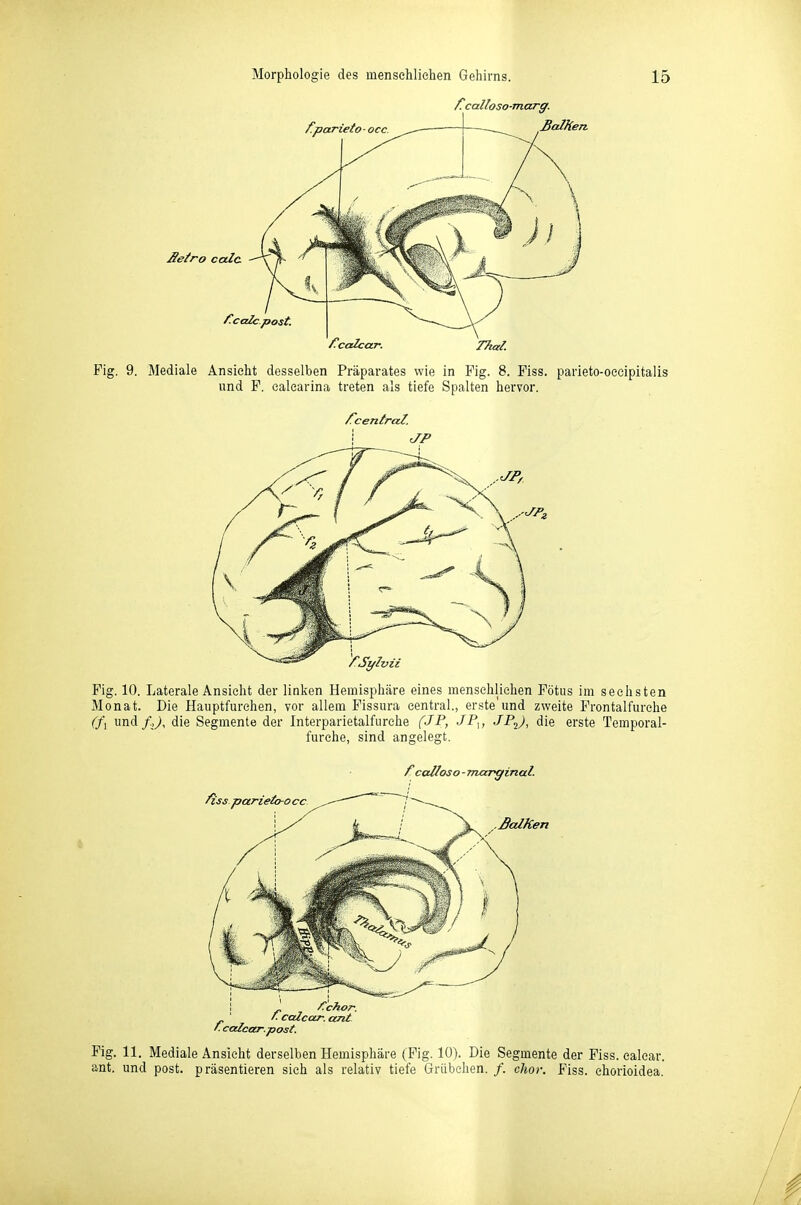f!calloso-marg. BalHen. £e(ro cala /!caIc.post. Thal. Fig. 9. Mediale Ansieht desselben Präparates wie in Fig. 8. Fiss. parleto-oecipitalis und F. calearina treten als tiefe Spalten hervor. ^cenirctZ, Fig. 10. Laterale Ansicht der linken Hemisphäre eines menschliehen Fötus im sechsten Monat. Die Hauptfurehen, vor allem Fissura central, erste'und zweite Frontalfurehe (/j und/,^, die Segmente der Interparietalfurche (JF, JP^, JP-i), die erste Temporal- furehe, sind angelegt. ^ss parieto-o cc. fcalloso - TTUt-rginal. .ßcdhen /■ calcar. cmt. '■cocicar.post. Fig. 11. Mediale Ansicht derselben Hemisphäre (Fig. 10). Die Segmente der Fiss. ealcar. ant. und post. präsentieren sich als relativ tiefe Grübchen. /. chor. Fiss. ehorioidea.