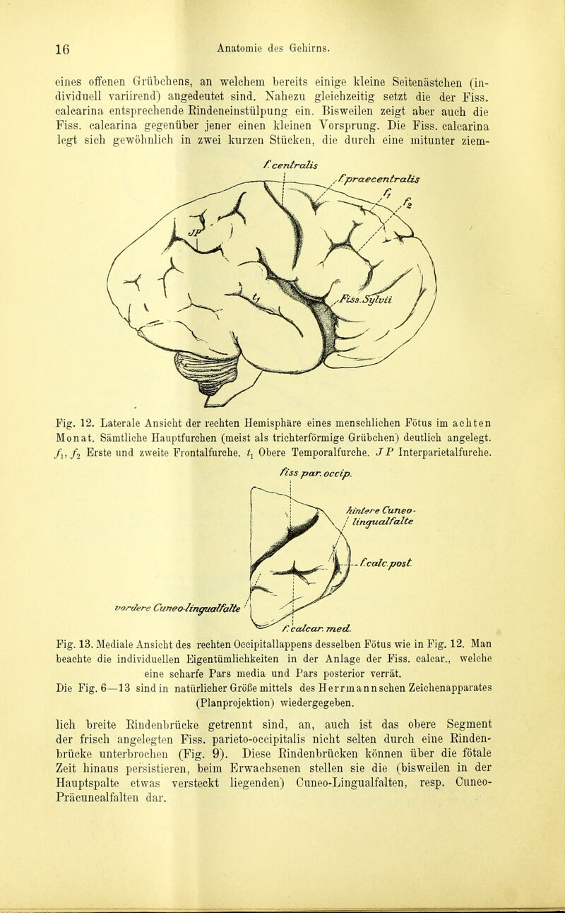 eines offenen Grübchens, an welchem bereits einige kleine Seitenästehen (in- dividuell variirend) angedeutet sind. Nahezu gleichzeitig setzt die der Fiss. calearina entsprechende Eindeneinstülpung ein. Bisweilen zeigt aber auch die Fiss. calearina gegenüber jener einen kleinen Vorsprung. Die Fiss. calearina legt sich gewöhnlich in zwei kurzen Stücken, die durch eine mitunter ziem- f. centralis Fig. 12. Laterale Ansieht der rechten Hemisphäre eines menschlichen Fötus im achten Monat. Sämtliche Hauptfurchen (meist als trichterförmige Grübchen) deutlich angelegt, /i, /j Erste und zweite Frontalfurche, Obere Temporalfurche. JP Interparietalfurche. fiss par. occip. Fig. 13. Mediale Ansicht des rechten Occipitallappens desselben Fötus wie in Fig. 12. Man beachte die individuellen Eigentümlichkeiten in der Anlage der Fiss. ealcar., welche eine scharfe Pars media und Pars posterior verrät. Die Fig. 6—13 sind in natürlicher Größe mittels des Herrmannsehen Zeichenapparates (Planprojektion) wiedergegeben. lieh breite Eindenbrücke getrennt sind, an, auch ist das obere Segment der frisch angelegten Fiss. parieto-occipitalis nicht selten durch eine Einden- brücke unterbrochen (Fig. 9). Diese Eindenbrücken können über die fötale Zeit hinaus persistieren, beim Erwachsenen stellen sie die (bisweilen in der Hauptspalte etwas versteckt liegenden) Cuneo-Lingualfalten, resp. Cuneo- Präcunealfalten dar.
