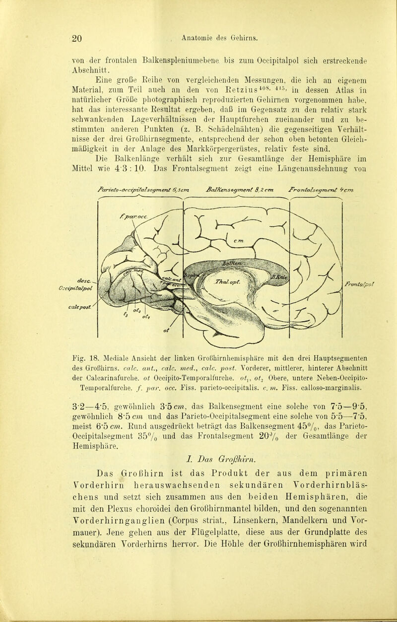 von der frontalen Balkenspleniiimebene bis zum Occipitalpol sich erstreckende Abschnitt. Eine große Eeihe von vergleichenden Messungen, die ich an eigenem Material, zum Teil auch an den von Eetzius-**- in dessen Atlas in natürlicher Größe photographisch repi'odnzierten Gehirnen vorgenommen habe, hat das interessante Eesultat ergeben, daß im Gegensatz zu den relativ stark schwankenden Lageverhältnissen der Hauptfurchen zueinander und zu be- stimmten anderen Punkten (z. B. Schädelnähten) die gegenseitigen Verhält- nisse der drei Großhirnsegmente, entsprechend der schon oben betonten Gleich- mäßigkeit in der Anlage des Markkörpergerüstes, relativ feste sind. Die Balkenlänge verhält sich zur Gesamtlänge der Hemisphäre im Mittel wie 4 3 : 10. Das Frontalsegment zeigt eine Längenausdehnung von Fig. 18. Mediale Ansieht der hnken Großhirnhemisphäre mit den drei Hauptsegmenten des Großhirns, mlc. ant., ealc. med., calc. post. Vorderer, mittlerer, hinterer Abschnitt der Galcarinafurehe. ot Geeipito-Temporalfnrehe. o<,, ot.. Obere, imtere Neben-Oeeipito- Temporalfurehe. /'. par. occ. Piss. parieto-oeeipitalis. c. m. Fiss. calioso-marginalis. 3'2—4'5, gewöhnlich i bcm, das Balkensegment eine solche von 7'5—95, gewöhnlich S'bcm und das Parieto-Occipitalsegment eine solche von 5'5—7'5, meist 6'5c??2. Bund ausgedrückt beträgt das Balkensegment 45%! das Parieto- Oceipitalsegment 35/o ^^''^^ ^''-^ Frontalsegment 207o der Gesamtlänge der Hemisphäre. /. Das Großhirn. Das Großhirn ist das Produkt der aus dem primären Vorderhirn herauswachsenden sekundären Vorderhirnbläs- cheus und setzt sich zusammen aus den beiden Hemisphären, die mit den Plexus choroidei den Großhirnmantel bilden, und den sogenannten Vorderhirnganglien (Corpus striat, Linsenkern, Mandelkern und Vor- mauer). Jene gehen aus der Flügelplatte, diese aus der Grundplatte des sekundären Vorderhirns hervor. Die Höhle der Großhirnhemisphären wird