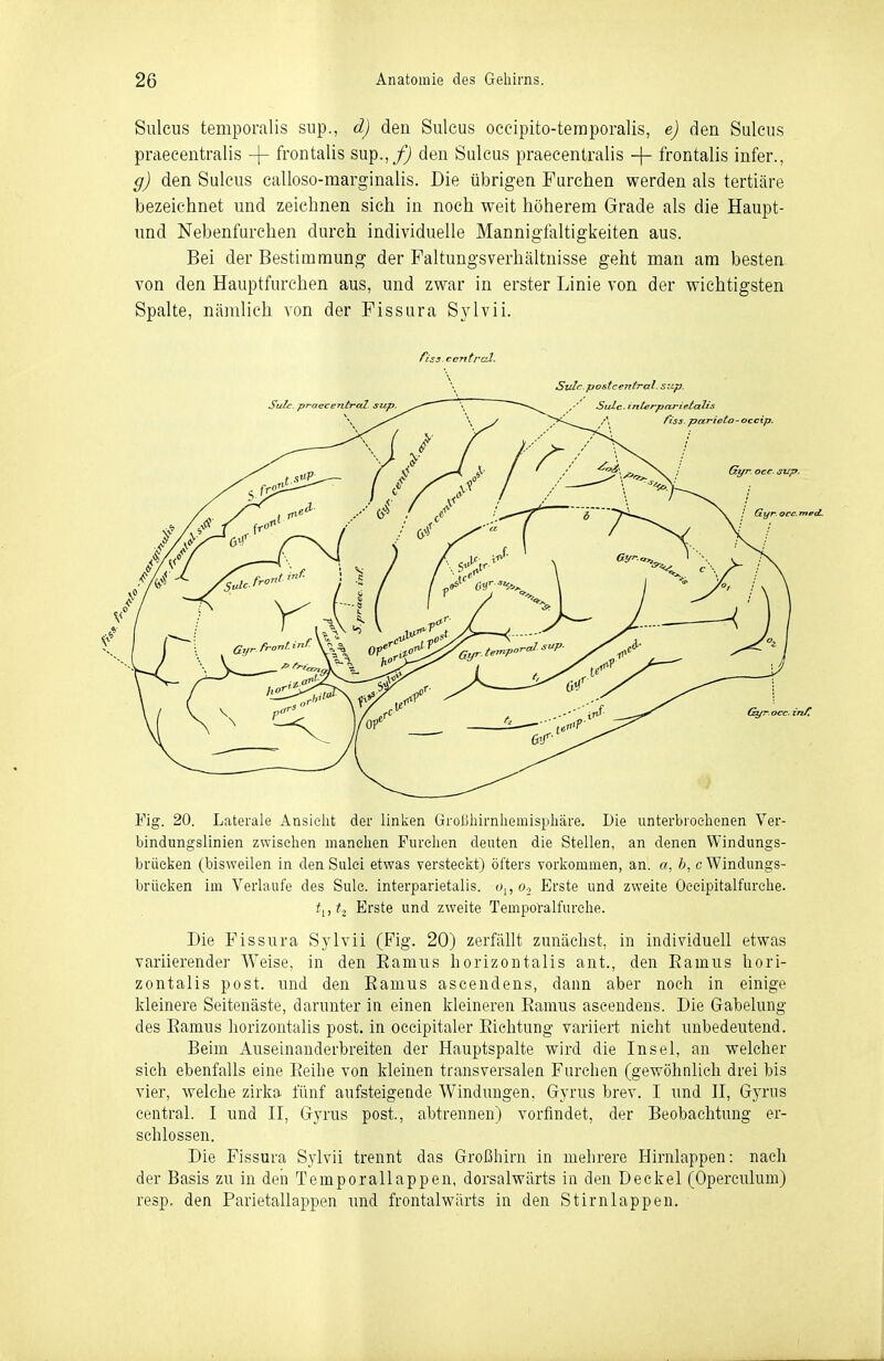 Sulcus temporalis sup., d) den Sulcus oecipito-teraporalis, e) den Sulciis praecentralis -(- frontalis sup.,_/) den Sulcus praecenlralis -)- frontalis infer., g) den Sulcus calloso-marginalis. Die übrigen Furchen werden als tertiäre bezeichnet und zeichnen sich in noch weit höherem Grade als die Haupt- nnd Nebenfurchen durch individuelle Mannigfaltigkeiten aus. Bei der Bestimmung der Faltungsverhältnisse geht man am besten von den Hauptfurchen aus, und zwar in erster Linie von der wichtigsten Spalte, nämlich von der Fissura Sylvii. Fig. 20. Laterale Ansicht der linken Großhirnhemisphäre. Die unterbrochenen Ver- bindungslinien zwischen manchen Furchen deuten die Stellen, an denen Windungs- brüeken (bisweilen in den Sulei etwas versteckt) öfters vorkommen, an. «, h, c Windungs- brücken im Verlaufe des Sule. interparietalis. Oj, Erste und zweite Oecipitalfurche. f,,#2 Erste und zweite Temporalfurehe. Die Fissura Sylvii (Fig. 20) zerfällt zunächst, in individuell etwas variierender Weise, in den Eamus horizontalis ant., den Eamus hori- zontalis post. und den Eamus ascendens, dann aber noch in einige kleinere Seitenäste, darunter in einen kleineren Eamus ascendens. Die Gabelung des Eamus horizontalis post. in occipitaler Eichtung variiert nicht unbedeutend. Beim Auseinanderbreiten der Hauptspalte wird die Insel, an welcher sich ebenfalls eine Eeihe von kleinen transversalen Furchen (gewöhnlich drei bis vier, welche zirka fünf aufsteigende Windungen. Gyrus brev. I und II, Gyrus central. I und II, Gyrus post., abtrennen) vorfindet, der Beobachtung er- schlossen. Die Fissura Sylvii trennt das Großhirn in mehrere Hirnlappen: nach der Basis zu in den Temporallappen, dorsalwärts in den Deckel (Operculum) resp. den Parietallappen und frontalwärts in den Stirnlappen. central.