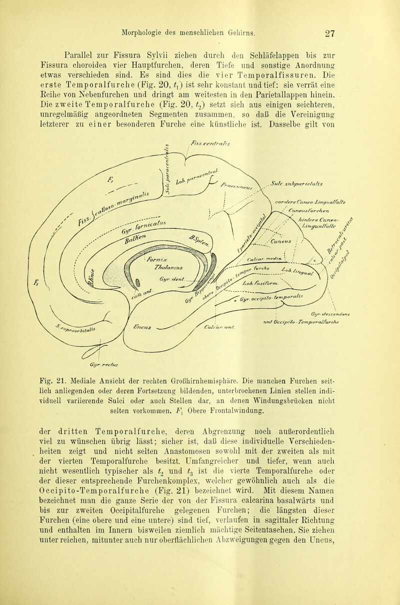 Parallel zur Fissura Sylvii ziehen durch den Sehläfelappen bis zur Fissura ehoroidea vier Hauptfurehen, deren Tiefe und sonstige Anordnung etwas verschieden sind. Es sind dies die vier Temporalfissuren. Die erste Temporalfurche (Fig. 20, t^) ist sehr konstant und tief: sie verrät eine Eeihe von Nebenfarchen und dringt am weitesten in den Parietallappen hinein. Die zweite Temporalfurche (Fig. 20, setzt sich aus einigen seichteren, unregelmäßig angeordneten Segmenten zusammen, so daß die Vereinigung letzterer zu einer besonderen Furche eine künstliehe ist. Dasselbe gilt von Gl/r. ^ec^us Fig. 21. Mediale Ansieht der rechten Großhirnhemisphäre. Die manchen Furchen seit- lieh anliegenden oder deren Fortsetzung bildenden, unterbrochenen Linien stellen indi- viduell variierende Sulci oder auch Stellen dar, an denen Windungsbrüeken nicht selten vorkommen. Obere Frontalvvindung. der dritten Temporalfurche, deren Abgrenzung noch außerordentlich viel zu wünschen übrig lässt; sieher ist, daß diese individuelle Verschieden- heiten zeigt und nicht selten Anastomosen sowohl mit der zweiten als mit der vierten Temporalfurche besitzt. Umfangreicher und tiefer, wenn auch nicht wesentlich typischer als t.^ und ^3 ist die vierte Temporalfurehe oder der dieser entsprechende Furchenkomplex, welcher gewöhnlich auch als die Occipito-Temporalfurche (Fig. 21) bezeichnet wird. Mit diesem Namen bezeichnet man die ganze Serie der von der Fissura calcarina basalwärts und bis zur zweiten Occipitalfurche gelegenen Furchen; die längsten dieser Furchen (eine obere und eine untere) sind tief, vei'laufen in sagittaler Richtung und enthalten im Innern bisweilen ziemlich mächtige Seitentaschen. Sie ziehen unter reichen, mitunter auch nur oberflächlichen Abzweigungengegen den (Jncus,