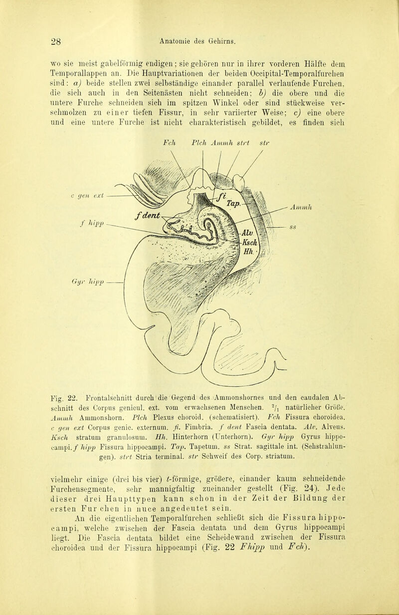 wo sie meist gabelförmig endigen; sie gehören nnr in ihrer vorderen Hälfte dem Temporallappen an. Die Hauptvariationen der beiden Oecipital-Temporalfnrchen sind: a) beide stellen zwei selbständige einander parallel verlaufende Furchen, die sieh auch in den Seitenästen nicht schneiden; b) die obere und die untere Furche sehneiden sich im spitzen Winkel oder sind stückweise ver- schmolzen zu einer tiefen Fissur, in sehr variierter Weise; c) eine obere und eine untere Furche ist nicht charakteristisch gebildet, es finden sieh Feh Pich Äiiimh strt str Fig. 22. Frontalsehnitt durch'die Gegend des Ammonshornes und den eaudalen Ab- schnitt des Corpus genicul. ext. vom erwachsenen Menschen, -/i natürlicher Größe. Aminh Ammonsliorn. Pich Plexus elioroid. (schematisiert). Feh Fissura ehoroidea. c gen ext Corpus genic. externum. ß. Fimbria. /' dent Fascia dentata. Alv. Alveus. Ksch Stratum granulosum. Hh. Hinterhorn (Unterhorn). Gijr hipp Gyrus liippo- i:'ä,m]i\. f hipp Fissura hippoeampi. Tap. Tapetum. ss Strat. sagittale int. (Sehstrahlun- gen), strt Stria terminal, str Schweif des Corp. striatum. vielmehr einige (drei bis vier) ^-förmige, größere, einander kaum schneidende Furcliensegmente, sehr mannigfaltig zueinander gestellt (Fig. 24). Jede dieser drei Haupttypen kann schon in der Zeit der Bildung der ersten Für eben in nuce angedeutet sein. An die eigentlichen Teraporalfurchen schließt sich die Fissura hippo- eampi, welche zwischen der Fascia dentata und dem Gyrus hippoeampi liegt. Die Faseia dentata bildet eine Scheidewand zwischen der Fissura ehoroidea und der Fissura hippoeampi (Fig. 22 Fhij>p und Feh).