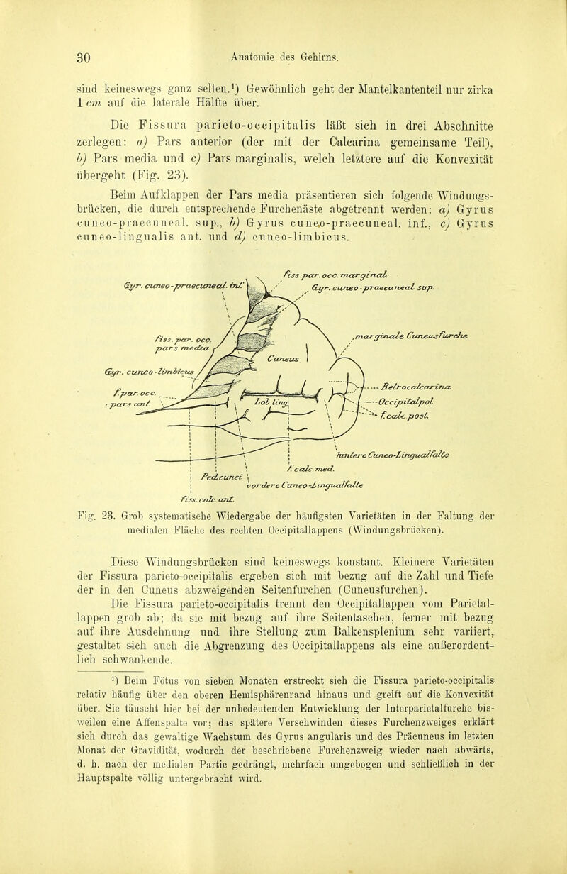 sind keineswegs ganz selten.') Gewöhnlich geht der Mantelkantenteil nur zirka 1 cm auf die laterale Hälfte über. Die Fissiira parieto-occipitalis läßt sich in drei Abschnitte zerlegen: a) Pars anterior (der mit der Calcarina gemeinsame Teil), b) Pars media und c) Pars marginalis, welch letztere auf die Konvexität übergeht (Fig. 23). Beim i^ufklappen der Pars media präsentieren sich folgende Windungs- hrücken, die durch entsprechende Furchenäste abgetrennt werden: a) Gfyrus cuneo-praecuneal. sup., b) Gryrus cune,o-praecuneal. inf., c) Gyrus cuneo-lingualis ant. und d) cnneo-limbicus. Fig. 23. Grob systematische Wiedergabe der häufigsten Varietäten in der Faltung der medialen Fläche des rechten Oecipitallappens (Windungsbrücken). Diese Windungsbrücken sind keineswegs konstant. Kleinere Varietäten der Fissura parieto-occipitalis ergeben sich mit bezug auf die Zahl und Tiefe der in den Guneus abzweigenden Seitenfurchen (Cuneusfurchen). Die Fissura parieto-occipitalis trennt den Occipitallappen vom Parietal- lappen grob ab; da sie mit bezug auf ihre Seitentasehen, ferner init bezug auf ihre Ausdehnung und ihre Stellung zum Balkensplenium sehr variiert, gestaltet sich auch die Abgrenzung des Oecipitallappens als eine außerordent- lich schwankende. ') Beim Fötus von sieben Monaten erstreckt sich die Fissura parieto-oeeipitalis relativ häufig über den oberen Hemisphärenrand hinaus und greift auf die Konvexität über. Sie täuscht hier bei der unbedeutenden Entwicklung der Interparietal furche bis- weilen eine Affenspalte vor; das spätere Verschwinden dieses Furchenzweiges erklärt sich durch das gewaltige Wachstum des Gyrus angularis und des Präcuneus im letzten Monat der Gravidität, wodurch der beschriebene Furchenzweig wieder nach abwärts, d. h. nach der medialen Partie gedrängt, mehrfach umgebogen und schließlich in der Hauptspalte völlig untergebracht wird.