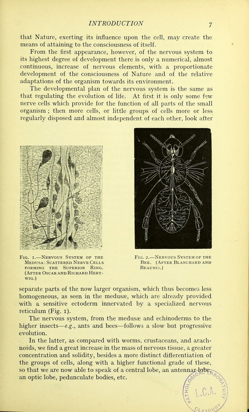 that Nature, exerting its influence upon the cell, may create the means of attaining to the consciousness of itself. From the first appearance, however, of the nervous system to its highest degree of development there is only a numerical, almost continuous, increase of nervous elements, with a proportionate development of the consciousness of Nature and of the relative adaptations of the organism towards its environment. The developmental plan of the nervous system is the same as that regulating the evolution of life. At first it is only some few nerve cells which provide for the function of all parts of the small organism ; then more cells, or little groups of cells more or less regularly disposed and almost independent of each other, look after Fig. i.—Nervous System of the Medusa : Scattered Nerve Cells forming the superior rlng. (After Oscar and Richard Hert- wig.) Fig. 2.—Nervous System of the Bee. (After Blanchard and Beaunis.) separate parts of the now larger organism, which thus becomes less homogeneous, as seen in the medusae, which are already provided with a sensitive ectoderm innervated by a specialized nervous reticulum (Fig. i). The nervous system, from the medusae and echinoderms to the higher insects—e.g., ants and bees—follows a slow but progressive evolution. In the latter, as compared with worms, crustaceans, and arach- noids, we find a great increase in the mass of nervous tissue, a greater concentration and solidity, besides a more distinct differentiation of the groups of cells, along with a higher functional grade of these, so that we are now able to speak of a central lobe, an antennar lobe, an optic lobe, pedunculate bodies, etc.