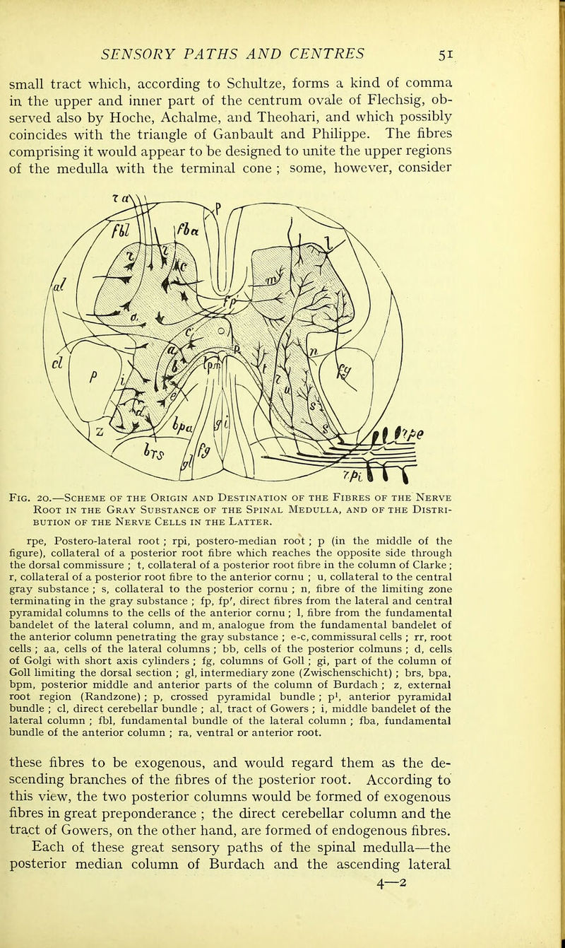 small tract which, according to Schultze, forms a kind of comma in the upper and inner part of the centrum ovale of Flechsig, ob- served also by Hoche, Achalme, and Theohari, and which possibly coincides with the triangle of Ganbault and Philippe. The fibres comprising it would appear to be designed to unite the upper regions of the medulla with the terminal cone ; some, however, consider Fig. 20.—Scheme of the Origin and Destination of the Fibres of the Nerve Root in the Gray Substance of the Spinal Medulla, and of the Distri- bution of the Nerve Cells in the Latter. rpe, Postero-lateral root ; rpi, postero-median root; p (in the middle of the figure), collateral of a posterior root fibre which reaches the opposite side through the dorsal commissure ; t, collateral of a posterior root fibre in the column of Clarke ; r, collateral of a posterior root fibre to the anterior cornu ; u, collateral to the central gray substance ; s, collateral to the posterior cornu ; n, fibre of the limiting zone terminating in the gray substance ; fp, fp', direct fibres from the lateral and central pyramidal columns to the cells of the anterior cornu ; 1, fibre from the fundamental bandelet of the lateral column, and m, analogue from the fundamental bandelet of the anterior column penetrating the gray substance ; e-c, commissural cells ; rr, root cells ; aa, cells of the lateral columns ; bb, cells of the posterior colmuns ; d, cells of Golgi with short axis cylinders ; fg, columns of Goll ; gi, part of the column of Goll limiting the dorsal section ; gl, intermediary zone (Zwischenschicht) ; brs, bpa, bpm, posterior middle and anterior parts of the column of Burdach ; z, external root region (Randzone) ; p, crossed pyramidal bundle ; p1, anterior pyramidal bundle ; cl, direct cerebellar bundle ; al, tract of Gowers ; i, middle bandelet of the lateral column ; fbl, fundamental bundle of the lateral column ; fba, fundamental bundle of the anterior column ; ra, ventral or anterior root. these fibres to be exogenous, and would regard them as the de- scending branches of the fibres of the posterior root. According to this view, the two posterior columns would be formed of exogenous fibres in great preponderance ; the direct cerebellar column and the tract of Gowers, on the other hand, are formed of endogenous fibres. Each of these great sensory paths of the spinal medulla—the posterior median column of Burdach and the ascending lateral 4—2