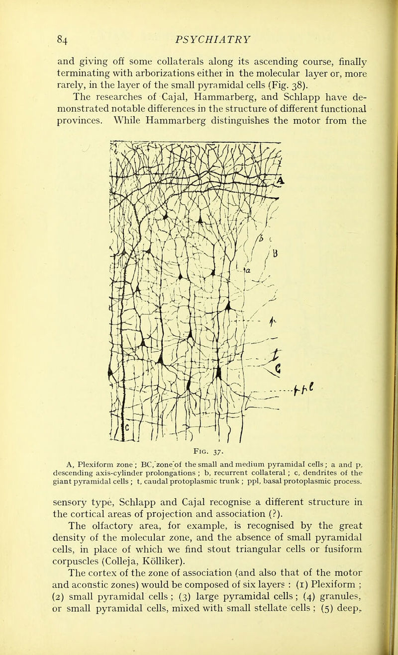 and giving off some collaterals along its ascending course, finally terminating with arborizations either in the molecular layer or, more rarely, in the layer of the small pyramidal cells (Fig. 38). The researches of Cajal, Hammarberg, and Schlapp have de- monstrated notable differences in the structure of different functional provinces. While Hammarberg distinguishes the motor from the Fig. 37. A, Plexiform zone ; BC/zone'of the small and medium pyramidal cells ; a and p. descending axis-cylinder prolongations ; b, recurrent collateral ; c, dendrites of the giant pyramidal cells ; t, caudal protoplasmic trunk ; ppl, basal protoplasmic process. sensory type, Schlapp and Cajal recognise a different structure in the cortical areas of projection and association (?). The olfactory area, for example, is recognised by the great density of the molecular zone, and the absence of small pyramidal cells, in place of which we find stout triangular cells or fusiform corpuscles (Colleja, Kolliker). The cortex of the zone of association (and also that of the motor and acoustic zones) would be composed of six layers : (1) Plexiform ; (2) small pyramidal cells ; (3) large pyramidal cells; (4) granules, or small pyramidal cells, mixed with small stellate cells ; (5) deep..