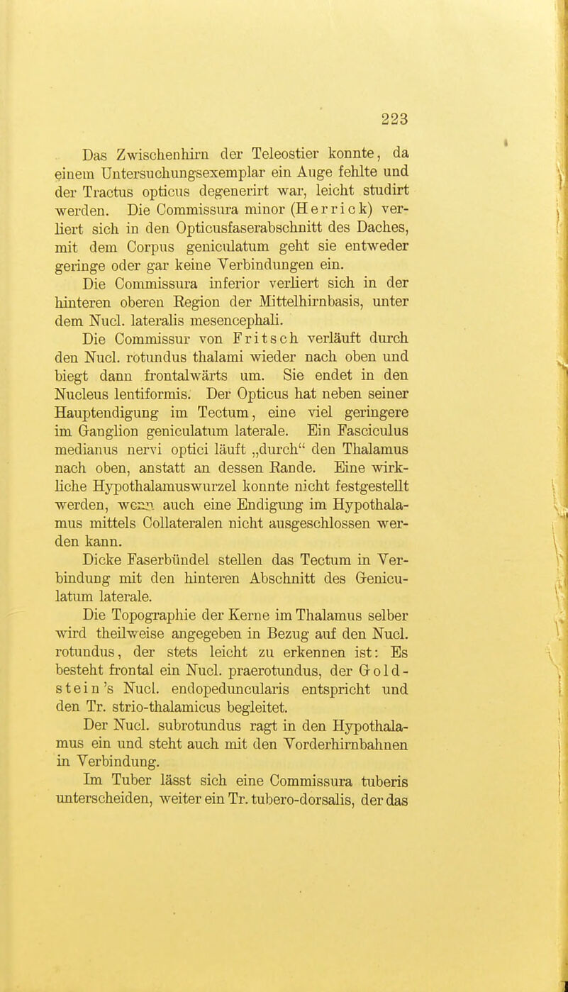 Das Zwischenhii-n der Teleostier konnte, da einem Untersuchungsexemplar ein Auge fehlte und der Tractus opticus degenerirt wai-, leicht studirt werden. Die Commissura minor (Herrick) ver- liert sich in den Opticusfaserabschnitt des Daches, mit dem Corpus geniculatum geht sie entweder geringe oder gar keine Verbindungen ein. Die Commissura inferior verliert sich in der hinteren oberen Region der Mittelhirnbasis, unter dem Nucl. lateralis mesencephali. Die Commissur von Fritsch verläuft durch den Nucl. rotundus thalami wieder nach oben und biegt dann frontaJwärts um. Sie endet in den Nucleus lentiformis. Der Opticus hat neben seiner Hauptendigung im Tectum, eine viel geringere im Grangiion geniculatiim laterale. Ein Fasciculus medianus nervi optici läuft „durch den Thalamus nach oben, anstatt an dessen Rande. Eine wirk- liche Hypothalamuswurzel konnte nicht festgestellt werden, wcnr>. auch eine Endigung im Hypothala- mus mittels Collateralen nicht ausgeschlossen wer- den kann. Dicke Faserbündel stellen das Tectum ia Ver- bindung mit den hinteren Abschnitt des Genicu- latum laterale. Die Topographie der Kerne im Thalamus selber wird theüweise angegeben in Bezug auf den Nucl. rotimdus, der stets leicht zu erkennen ist: Es besteht frontal ein Nucl. praerotundus, der G- o 1 d - stein's Nucl. endopedimcularis entspricht und den Tr. strio-thalamicus begleitet. Der Nucl. subrotundus ragt in den Hypothala- mus ein und steht auch mit den Vorderhimbalmen in Verbindung. Im Tuber lässt sich eine Commissura tnberis unterscheiden, weiter ein Tr. tubero-dorsalis, der das