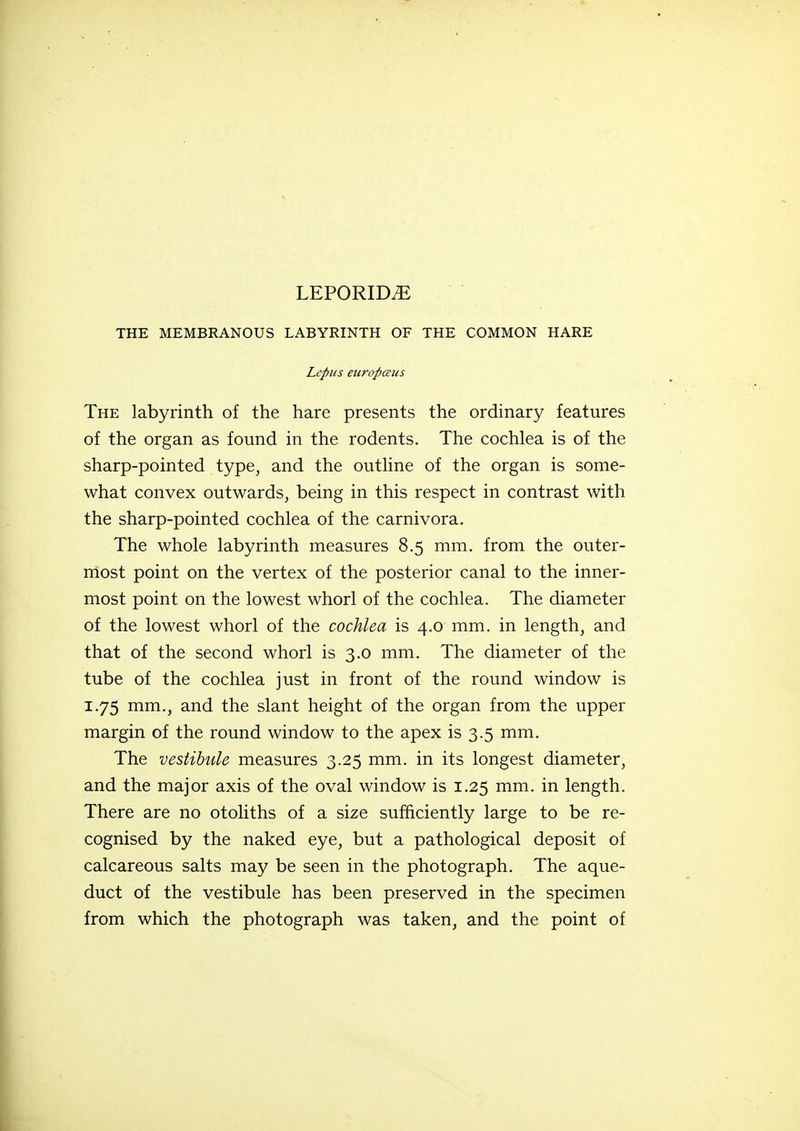 THE MEMBRANOUS LABYRINTH OF THE COMMON HARE Lepus eiiropceus The labyrinth of the hare presents the ordinary features of the organ as found in the rodents. The cochlea is of the sharp-pointed type, and the outline of the organ is some- what convex outwards, being in this respect in contrast with the sharp-pointed cochlea of the carnivora. The whole labyrinth measures 8.5 mm. from the outer- rhost point on the vertex of the posterior canal to the inner- most point on the lowest whorl of the cochlea. The diameter of the lowest whorl of the cochlea is 4.0 mm. in length, and that of the second whorl is 3,0 mm. The diameter of the tube of the cochlea just in front of the round window is 1.75 mm., and the slant height of the organ from the upper margin of the round window to the apex is 3.5 mm. The vestibule measures 3.25 mm. in its longest diameter, and the major axis of the oval window is 1.25 mm. in length. There are no otoliths of a size sufficiently large to be re- cognised by the naked eye, but a pathological deposit of calcareous salts may be seen in the photograph. The aque- duct of the vestibule has been preserved in the specimen from which the photograph was taken, and the point of