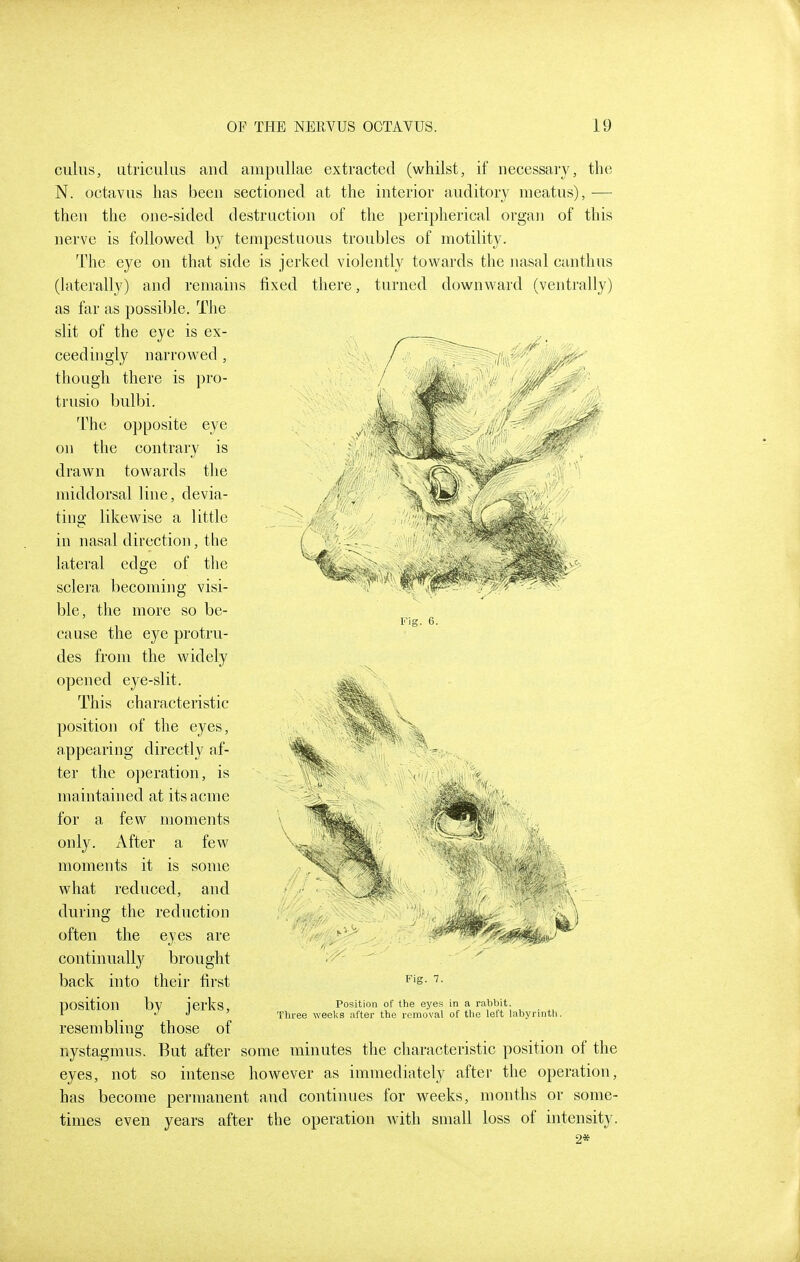 Fig. 6. cuius, utriculus and ampullae extracted (whilst, if necessary, the N. octavus has been sectioned at the interior auditory meatus),— then the one-sided destruction of the peripherical organ of this nerve is followed by tempestuous troubles of motility. The eye on that side is jerked violently towards the nasal canthus (laterally) and remains fixed there, turned downward (ventrally) as far as possible. The slit of the eye is ex- ceedingly narrowed , though there is pro- trusio bulbi. The opposite eye on the contrary is drawn towards the middorsal line, devia- ting likewise a little in nasal direction, the lateral edge of tlie sclera becoming visi- ble, the more so be- cause the eye protru- des from the widely opened eye-slit. This characteristic position of the eyes, appearing directly af- ter the operation, is maintained at its acme for a few moments only. After a few moments it is some what reduced, and during the reduction often the eyes are continually brought back into their first position by jerks, resembling those of nystagmus. But after some minutes the characteristic position of the eyes, not so intense however as immediately after the operation, has become permanent and continues for weeks, months or some- times even years after the operation with small loss of intensity. 2* Fig. 7. Position of the eyes in a rabbit. Three weeks after the removal of the left labyrintli.