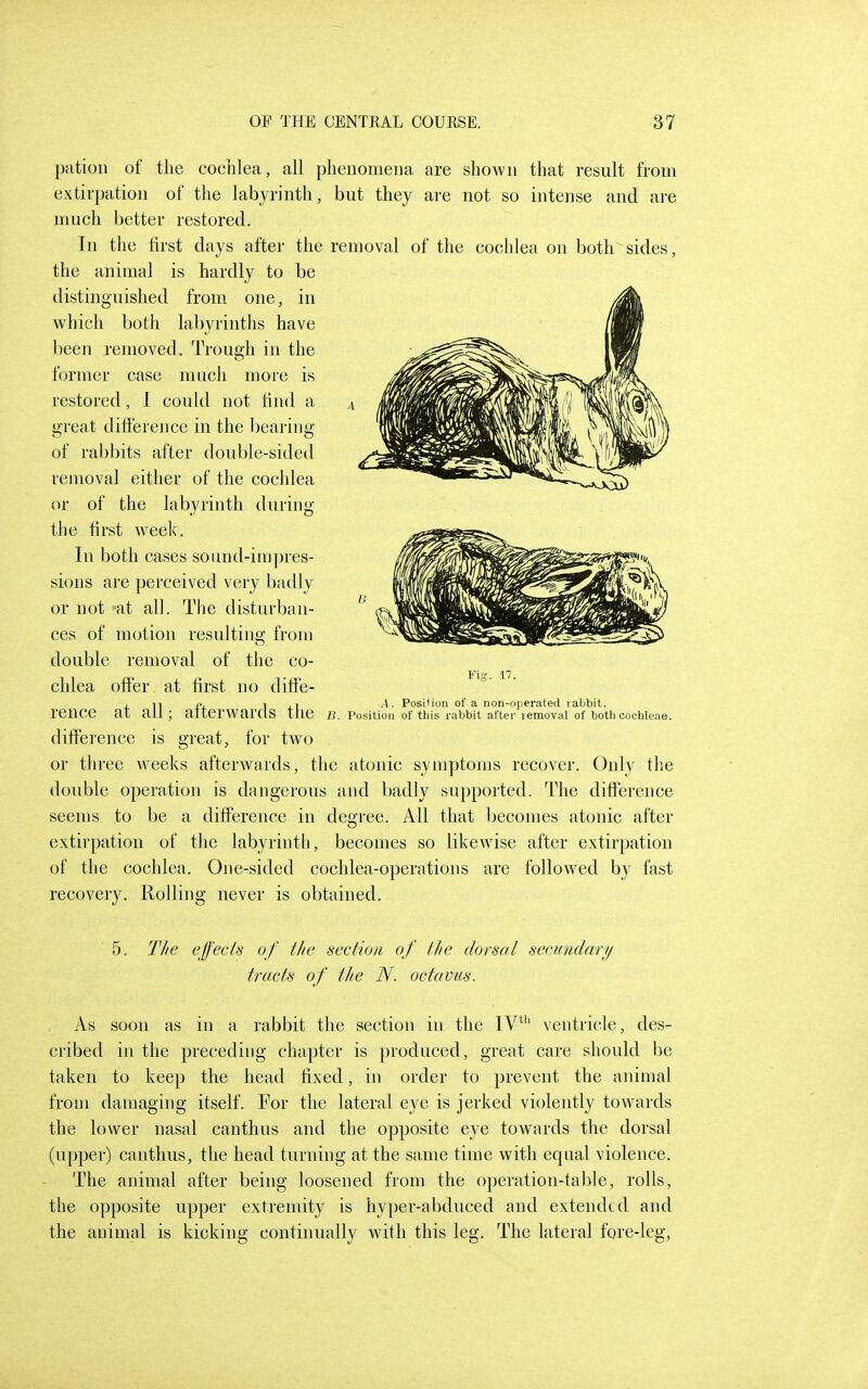 patioii of the cochlea, all phenomena are shown that result from extirpation of the labyrinth, but they are not so intense and are much better restored. In the first days after the removal of the cochlea on both sides, the animal is hardly to be distinguished from one, in which both labyrinths have been removed. Trough in the former case much more is restored, I could not find a great difference in the bearing of rabbits after double-sided removal either of the cochlea or of the labyrinth during the first week. In both cases soimd-in]])res- sions are perceived very badly or not 'at all. The disturban- ces of motion resulting from double removal of the co- chlea offer at first no dift'e- , II p. 1 .1. Position of a non-operated rabbit, rence at all; aiterWardS tne B. position of this rabbit after removal of both cochleae. difference is great, for two or three weeks afterwards, the atonic symptoms recover. Only the double operation is dangerous and badly supported. The difference seems to be a difference in degree. All that becomes atonic after extirpation of the labyrinth, becomes so likewise after extirpation of the cochlea. One-sided cochlea-operations are followed by fast recovery. Rolling never is obtained. 5. The effects of the section of the dorsal secundary tracts of the N. octavus. As soon as in a rabbit the section in the IV*'' ventricle, des- cribed in the preceding chapter is produced, great care should be taken to keep the head fixed, in order to prevent the animal from damaging itself. For the lateral eye is jerked violently towards the lower nasal canthus and the opposite eye towards the dorsal (upper) canthus, the head turning at the same time with equal violence. The animal after being loosened from the operation-table, rolls, the opposite upper extremity is hyper-abduced and extended and the animal is kicking continually with this leg. The lateral fore-leg,