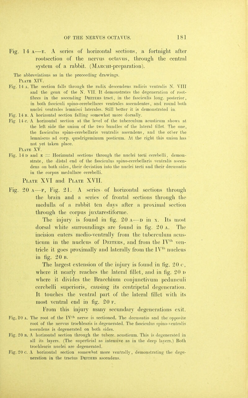 rig. 14 A—E. A series of horizontal sections, a fortnight after rootsection of the nervus octavns, through the central system of a rabbit. (MAiicHi-preparation). The abbreviations as in the preceeding drawings. Plate XIV. Fig. 14 A. The section falls through tlie radix descendens radicis ventralis N. VIII and the genu, of the N. VII. If demonstrates the degeneration of root- fibres in the ascending Ueiteus tract, in the fasciculis long, posterior, in both fasciculi spino-cerebellares ventrales ascendeutes, and round both nuclei ventrales lemnisci laterales. Still better it is demonstrated in. Fig. 14 B. A horizontal section falling somewhat more dorsally. Fig. 14 c. A horizontal section at the level of the tuberculum acusticum shows at the left side the union of tlie two bundles of the lateral fillet. The one, the fasciculus spino-cerebellaris ventralis ascendens, and tlie other the lemniscus ad corp. quadrigeminum posticum. At the right this union has not yet taken place. Plate XV. Fig. 14 D and E ~ Horizontal sections through the nuclei tecti cerebelli, demon- strate, the distal end of the fasciculus spino-cerebellaris ventralis ascen- dens on both sides, their deviation into the nuclei tecti and their decussatio in the corpus medullare cerebelli. Plate XVI and Plate XVII. Fig. 20 A—F, Pig. 21. A series of horizontal sections through the brain and a series of frontal sections through the medulla of a rabbit ten days after a proximal section through the corpus juxtarestiforme. The injury is found in fig. 20 a—d in x. Its most dorsal white surroundings are found in fig. 20 a. The incision enters medio-ventrally from the tubei'culum acus- ticum in the nucleus of Detters, and from the IV' ven- tricle it goes proximally and laterally from the IV' nucleus in fig. 20 B. The largest extension of the injury is found in fig. 20 c, where it nearly reaches the lateral fillet, and in fig. 20 n where it divides the Bracchium conjunctivum pedunculi cerebelli superioris, causing its centripetal degeneration. It touches the ventral pai't of the lateral fillet with its most ventral end in fig. 20 e. Prom this injury many secundary degenerations exit. Fig. 20 a. The root of the TY^^ nerve is sectioned. The decussatio and the opposite root of the nervus trochlearis is degenerated. The fasciculus spino-ventralis ascendens is degenerated on both sides. Fig. 20 B. A horizontal section through the tuberc. acusticum. This is degenerated in all its layers. (The superficial as intensive as in the deep layers.) Both trochlearis nuclei are degenerated. Fig. 20 c. A horizontal section somewhat more ventrally, demonstrating the dege- neration in the tractus Dettees ascendens.