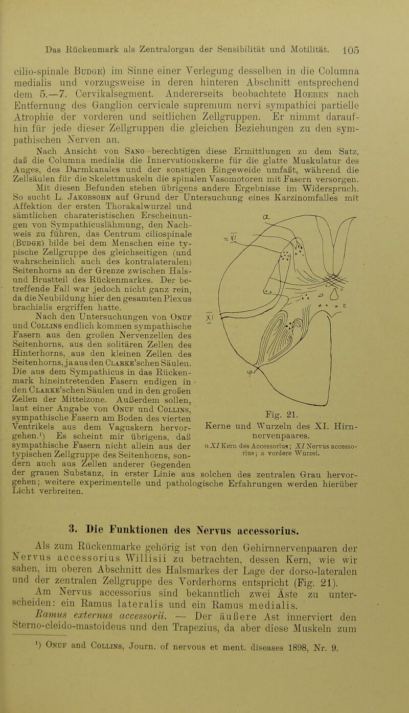 cilio-spinale Bddge) im Sinne einer Verlegung desselben in die Columna medialis und vorzugsweise in deren hinteren Abschnitt entsprechend dem 5.—7. Cervikalsegnient. Andererseits beobachtete Hoeben nach Entfernung des Ganglion cervicale supremum nervi sympathici partielle Atrophie der vorderen und seitlichen Zellgruppen. Er nimmt darauf- hin für jede dieser Zellgruppen die gleichen Beziehungen zu den sym- pathischen Nerven an. Nach Ansicht von Sano berechtigen diese Ermittlungen zu dem Satz, daß die Columna medialis die Innervationskerne für die glatte Muskulatur des Auges, des Darmkanales und der sonstigen Eingeweide umfaßt, während die Zellsäulen für die Skelettmuskeln die spinalen Vasomotoren mit Fasern versorgen. Mit diesen Befunden stehen übrigens andere Ergebnisse im Widerspruch. So sucht L. Jakobsohn auf Grund der Untersuchung eines Karzinomfalles mit Affektion der ersten Thorakalwurzel und sämtlichen charateristischen Erscheinun- gen von Sympathicuslähmung, den Nach- weis zu führen, das Centrum ciliospinale (Bddge) bilde bei dem Menschen eine ty- pische Zellgruppe des gleichseitigen (und wahrscheinlich auch des kontralateralen) Seitenhorns an der Grenze zwischen Hais- und Brustteil des Rückenmarkes. Der be- treffende Fall war jedoch nicht ganz rein, da die Neubildung hier den gesamten Plexus brachialis ergriffen hatte. Nach den Untersuchungen von Onue und Collins endlich kommen sympathische Fasern aus den großen Nervenzellen des Seitenhorns, aus den solitären Zellen des Hinterhorns, aus den kleinen Zellen des Seitenhorns, j a aus den CLARKE’schen Säulen. Die aus dem Sympathicus in das Rücken- mark hineintretenden Fasern endigen in den CLARKE’schen Säulen und in den großen Zellen der Mittelzone. Außerdem sollen, laut einer Angabe von Onuf und Collins, sympathische Fasern am Boden des vierten ^ Ventrikels aus dem Vaguskern hervor- Kerne und Wurzeln des XI. Hirn- gehen.1) Es scheint mir übrigens, daß nervenpaares. sympathische Fasern nicht allein aus der nXIKorn des Accessorius; XI Nervus accesso- typischen Zellgruppe des Seitenhorns, son- riusi a vordere Wurzel, dern auch aus Zellen andei'er Gegenden der grauen Substanz, in erster Linie aus solchen des zentralen Grau hervor- gehen; wreitere experimentelle und pathologische Erfahrungen werden hierüber Licht verbreiten. 3. Die Funktionen des Nervus accessorius. Als zum Rückenmarke gehörig ist von den Gehirnnervenpaaren der Nervus accessorius Willisii zu betrachten, dessen Kern, wie wir sahen, im oberen Abschnitt des Halsmarkes der Lage der dorso-lateralen und der zentralen Zellgruppe des Vorderhorns entspricht (Fig. 21). Am Nervus accessorius sind bekanntlich zwei Äste zu unter- scheiden: ein Ramus lateralis und ein Ramus medialis. Ramus externus accessorii. — Der äußere Ast innerviert den Sterno-cleido-mastoideus und den Trapezius, da aber diese Muskeln zum ') Onuf aud Collins, Journ. of nervous et ment, diseases 1898, Nr. 9.