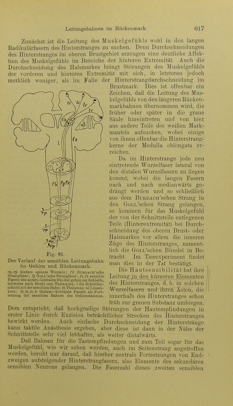 Zunächst ist die Leitung des Muskelgefühls wohl in den langen Radikulärfasern des Hinterstranges zu suchen. Denn Durchschneidungen des Hinterstranges im oberen Brustgebiet erzeugen eine deutliche Affek- tion des Muskelgefühls im Bereiche der hinteren Extremität. Auch die Durchschneidung des Halsmarkes bringt Störungen des Muskelgefühls der vorderen und hinteren Extremität mit sich, in letzteren jedoch merklich weniger, als im Falle der Hinterstrangdurchschneidung im Brustmark. Dies ist offenbar ein Zeichen, daß die Leitung des Mus- kelgefühls von den längeren Rücken- markbahnen übernommen wird, die früher oder später in die graue Säule hineintreten und von hier aus andere Teile des weißen Mark- mantels aufsuchen, wobei einige von ihnen offenbar die Hinterstrang- kerne der Medulla oblongata er- reichen. Da im Hinterstrange jede neu eintretende Wurzelfaser lateral von den distalen Wurzelfasern zu liegen kommt, wobei die langen Fasern nach und nach medianwärts ge- drängt werden und so schließlich aus dem BuRDAOH’schen Strang in den GoLL’schen Strang gelangen, so kommen für das Muskelgefühl der von der Schnittstelle entlegenen Teile (Hinterextremität) bei Durch- schneidung des oberen Brust- oder Halsmarkes vor allem die inneren Züge des Hinterstranges, nament- lich die GoLL’schen Bündel in Be- tracht. Im Tierexperiment findet man dies in der Tat bestätigt. Die Hautsensibilität hat ihre Leitung in den kürzeren Elementen des Hinterstranges, d. h. in solchen Wurzelfasern und ihren Ästen, die innerhalb des Hinterstranges schon früh zur grauen Substanz umbiegen. Dem entspricht, daß hochgradige Störungen der Hautempfindungen in erster Linie durch Exzision beträchtlicher Strecken des Hinterstrauges bewirkt werden. Auch einfache Durchschneidung der Hinterstränge kann taktile Anästhesie ergeben, aber diese ist dann in der Nähe der Schnittstelle sehr viel lebhafter, als weiter distalwärts. Daß Bahnen für die Tastempfindungen und zum Teil sogar für das Muskelgefühl, wie wir sehen werden, auch im Seitenstrang angetroffen werden, beruht nur darauf, daß hierher zentrale Fortsetzungen von End- zweigen aufsteigender Hinterstrangfasern, also Elemente des sekundären sensiblen Neurons gelangen. Die Faserzahl dieses zweiten sensiblen Fig. 81. Der Verlauf der sensiblen Leitungsbabn im Gehirn und Rückenmark. rp,rp hintere spinale Wurzeln; fb BuRDACH’sche Strangfaser; fg GoLL’sche Strangfaser; fs,fs sensibie Fasern des antero-lateralen BündeHgehen zur Schleife, teilweise auch direkt zum Thalamus); l die Schleifen- schicht mit der sensiblen Bahn; tli Thalamus; nl Linsen- kern ; tc, tc, tc, tc thalamo-kortikale Fasern als Fort- setzung der sensiblen Bahnen des Gehirnstammes.