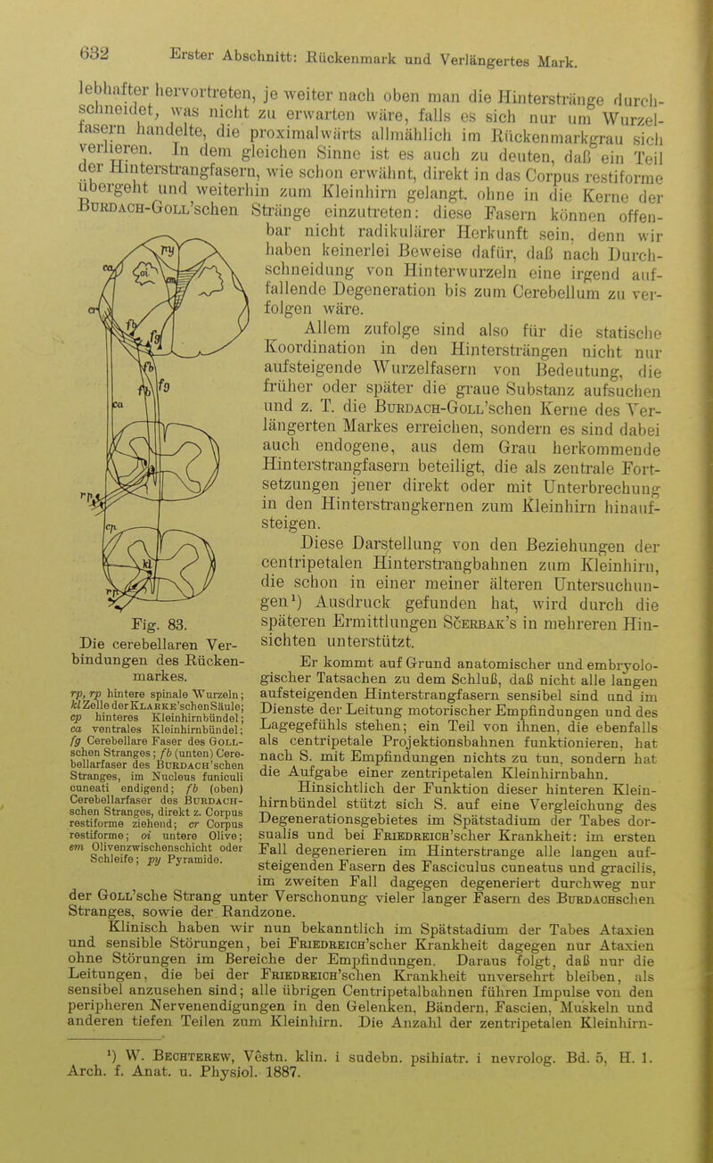 lebhafter hervor treten, je weiter nach oben man die Hinterstränge durch- schneidet, was nicht zu erwarten wäre, falls es sich nur um Wurzel- iasern handelte, die proximalwärts allmählich im Rücken markgrau sich verlieren. In dem gleichen Sinne ist es auch zu deuten, daß ein Teil c ei Hinterstrangfasern, wie schon erwähnt, direkt in das Corpus restiforme ubergeht und weiterhin zum Kleinhirn gelangt, ohne in die Kerne der EüRDACH-OrOLL’schen Stränge einzutreten: diese Fasern können offen- bar nicht radikulärer Herkunft sein, denn wir haben keinerlei Beweise dafür, daß nach Durch- schneidung von Hinterwurzeln eine irgend auf- fallende Degeneration bis zum Cerebellum zu ver- folgen wäre. Allem zufolge sind also für die statische Koordination in den Hintersträngen nicht nur auf steigende Wurzelfasern von Bedeutung, die früher oder später die graue Substanz aufsuchen und z. I. die BuRDACH-GoLL’schen Kerne des Ver- längerten Markes erreichen, sondern es sind dabei auch endogene, aus dem Grau herkommende Hinterstrangfasern beteiligt, die als zentrale Fort- setzungen jener direkt oder mit Unterbrechung in den Hinterstrangkernen zum Kleinhirn hinauf- steigen. Diese Darstellung von den Beziehungen der centripetalen Hinterstrangbahnen zum Kleinhirn, die schon in einer meiner älteren Untersuchun- gen1) Ausdruck gefunden hat, wird durch die späteren Ermittlungen Scerbak’s in mehreren Hin- sichten unterstützt. Er kommt auf Grund anatomischer und embryolo- gischer Tatsachen zu dem Schluß, daß nicht alle langen aufsteigenden Hinterstrangfasern sensibel sind und im Dienste der Leitung motorischer Empfindungen und des Lagegefühls stehen; ein Teil von ihnen, die ebenfalls als centripetale Projektionsbahnen funktionieren, hat nach S. mit Empfindungen nichts zu tun, sondern hat die Aufgabe einer zentripetalen Kleinhirnbahn. Hinsichtlich der Punktion dieser hinteren Klein- hirnbündel stützt sich S. auf eine Vergleichung des Degenerationsgebietes im Spätstadium der Tabes dor- sualis und hei PRiEDitEiCH’scher Krankheit: im ersten Pall degenerieren im Hinterstrange alle langen auf- steigenden Pasern des Pasciculus cuneatus und gracilis, im zweiten Pall dagegen degeneriert durchweg nur der GoLL’sclie Strang unter Verschonung vieler langer Fasern des BuRDACHschen Stranges, sowie der Randzone. Klinisch haben wir nun bekanntlich im Spätstadium der Tabes Ataxien und sensible Störungen, bei PRiEDREiCH’scher Krankheit dagegen nur Ataxien ohne Störungen im Bereiche der Empfindungen. Daraus folgt, daß nur die Leitungen, die bei der PRiEDREiCH’sclien Krankheit unversehrt bleiben, als sensibel anzusehen sind; alle übrigen Centripetalbahnen führen Impulse von den peripheren Nervenendigungen in den Gelenken. Bändern, Pascien, Muskeln und anderen tiefen Teilen zum Kleinhirn. Die Anzahl der zentripetalen Kleinhirn- x) W. Bechterew, Vestn. klin. i sudebn. psihiatr. i nevrolog. Bd. 5, H. 1. Arch. f. Anat. u. Physiol. 1887. Pig. 83. Die cerebellaren Ver- bindungen des Rücken- markes. rp, rp hintere spinale Wurzeln; kl Zelle der KLAEKB’schen Säule; cp hinteres Kleinhirnbündel; ca ventrales Kleinhirnbündel; fg Cerebellare Faser des Goll- schen Stranges; fb (unten) Cere- bellarfaser des BüRDACH’sehen Stranges, im Nucleus funiculi cuneati endigend; fb (oben) Cerebellarfaser des Burdach- schen Stranges, direkt z. Corpus restiforme ziehend; er Corpus restiforme; oi untere Olive; em Olivenzwischenschicht oder Schleife; py Pyramide.