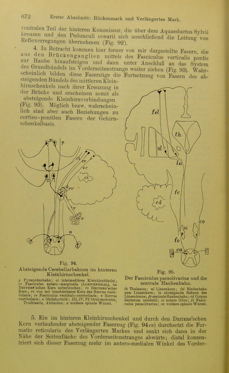 SiGn,T? ?er 'iiniereri Kommissur’ tlie über dem Aquaeductus Sylvü A 0 111(1 c,en Pedunculi conarii sich anschließend die Leitung von KetJexerregungen übernehmen (Kg. 92). 4. In Betracht kommen hier ferner von mir dargestellte Fasern die aus den Brückenganglien mittels des Fasciculus verticalis pontis zm Baubo hinaufsteigen und dann unter Anschluß an das System des wund bundeis im Yorderseitenstrange weiter ziehen (Fig. 93). Wahr- scheinlich bilden diese Faserzüge die Fortsetzung von Fasern des ab- steigenden Bündels des mittleren Klein- hirnschenkels nach ihrer Kreuzung in der Brücke und erscheinen somit als absteigende Kleinhirnverbindungen (Fig. 93). Möglich bezw. wahrschein- lich sind aber auch Beziehungen zu cortico-pontilen Fasern der Gehirn- schenkelbasis. Absteigende Cerebellarbabnen im hinteren Kleinhirnschenkel. p Pyramidenbahn; ci intermediäres Kleinhirnbündel; cv Fasciculus antero - margnnalis (Loewknthal), im DEiTERs’schen Kern unterbrochen; ro DsiTERs’scher Kern; rv von mir beschriebener Kern des Nervus vesti- bularis; ve Fasciculus vestibulo-cerebellaris; v Nervus vestibularis; e Ohrlabyrinth; III, IV, VI Oculomotorius Trochlearis, Abducens; a vordere spinale Wurzel. ’ Fig. 95. Der Fasciculus paraolivarius und die zentrale Haubenbahn. th Thalamus; nl Linsenkern; fcl Rindenbahn zum Linsenkem; la absteigende Bahnen des Linsenkems; fc zentrale Haubenbahn; cd Corpus dentatum cerebelli; oi untere Olive; fo Fasci- culus paraolivarius; ca vordere spinale Wurzel. 5. Ein im hinteren Kleinhiruschenkel und durch den DEiTERs’schen Kern verlaufender absteigender Faserzug (Fig. 94cv) durchsetzt die For- matio reticularis des Verlängerten Markes und senkt sich dann in der Nähe der Seitenfläche des Vorderseitenstranges abwärts; distal konzen- triert sich dieser Faserzug mehr im antero-medialen Winkel des Vorder-