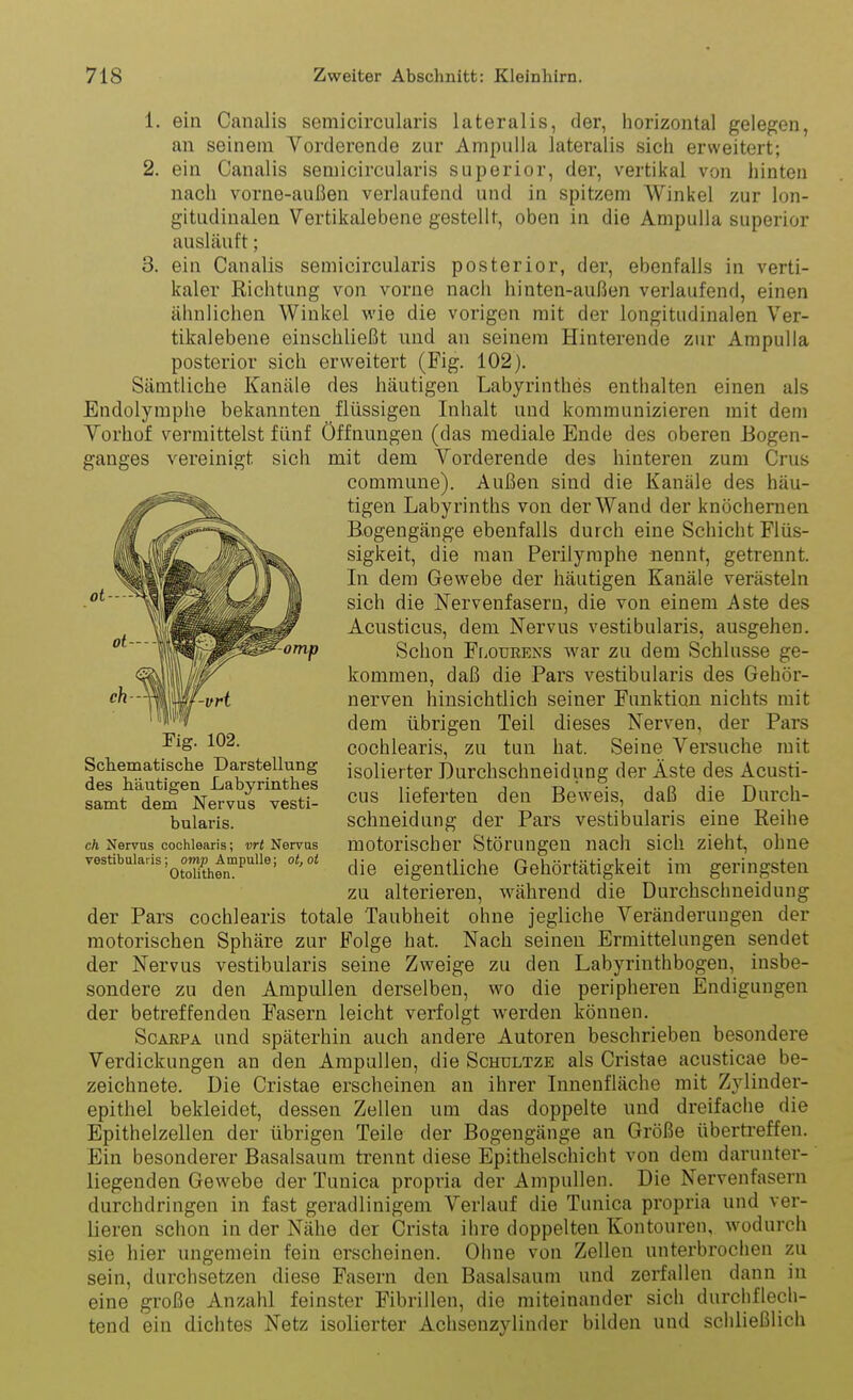 1. ein Canalis semicircularis lateralis, der, horizontal gelegen, an seinem Vorderende zur Ampulla lateralis sich erweitert; 2. ein Canalis semicircularis superior, der, vertikal von hinten nach vorne-außen verlaufend und in spitzem Winkel zur lon- gitudinalen Vertikalebene gestellt, oben in die Ampulla superior ausläuft; 3. ein Canalis semicircularis posterior, der, ebenfalls in verti- kaler Richtung von vorne nach hinten-außen verlaufend, einen ähnlichen Winkel vi'ie die vorigen mit der longitudinalen Ver- tikalebene einschließt und an seinem Hinterende zur Ampulla posterior sich erweitert (Fig. 102). Sämtliche Kanäle des häutigen Labyrinthes enthalten einen als Endolymphe bekannten flüssigen Inhalt und kommunizieren mit dem Vorhof vermittelst fünf Öffnungen (das mediale Ende des oberen Bogen- ganges vereinigt sich mit dem Vorderende des hinteren zum Crus commune). Außen sind die Kanäle des häu- tigen Labyrinths von der Wand der knöchernen Bogengänge ebenfalls durch eine Schicht Flüs- sigkeit, die man Perilymphe nennt, getrennt. In dem Gewebe der häutigen Kanäle verästeln sich die Nervenfasern, die von einem Aste des Acusticus, dem Nervus vestibularis, ausgehen. -omp Schon Ff.ourens war zu dem Schlüsse ge- kommen, daß die Pars vestibularis des Gehör- ..„f-vi nerven hinsichtlich seiner Funktion nichts mit ^'5 dem übrigen Teil dieses Nerven, der Pars Flg. 102. cochlearis, zu tun hat. Seine Versuche mit des^^häuW^^en Labyrinthes isolierter Durchschneidung der Äste des Acusti- saL dem^Nervur'vestl- lieferten den Beweis, daß die Durcli- bularis. schneidung der Pars vestibularis eine Reihe cÄ Nervus cochlearis; ot< Nervus motorischor Störungen uach sicli zieht, ohne vestibuiansj^ompjmpuue; ot,ot ^-^ eigentliche Gehörtätigkeit im geringsten zu alterieren, während die Durchschneidung der Pars cochlearis totale Taubheit ohne jegliche Veränderungen der motorischen Sphäre zur Folge hat. Nach seinen Ermittelungen sendet der Nervus vestibularis seine Zweige zu den Labyrinthbogen, insbe- sondere zu den Ampullen derselben, wo die peripheren Endigungen der betreffenden Fasern leicht verfolgt werden können. ScABPA und späterhin auch andere Autoren beschrieben besondere Verdickungen an den Ampullen, die Schultze als Cristae acusticae be- zeichnete. Die Cristae erscheinen an ihrer Innenfläche mit Zylinder- epithel bekleidet, dessen Zellen um das doppelte und dreifache die Epithelzellen der übrigen Teile der Bogengänge an Größe übertreffen. Ein besonderer Basalsaum trennt diese Epithelschicht von dem darunter- liegenden Gewebe der Tunica propria der Ampullen. Die Nervenfasern durchdringen in fast geradlinigem Verlauf die Tunica propria und ver- lieren schon in der Nähe der Crista ihre doppelten Kontouren, wodurch sie hier ungemein fein erscheinen. Ohne von Zellen unterbroclien zu sein, durchsetzen diese Fasern den Basalsaum und zerfallen dann in eine große Anzahl feinster Fibrillen, die miteinander sich durchflech- tend ein dichtes Netz isolierter Achsenzylinder bilden und schließlich