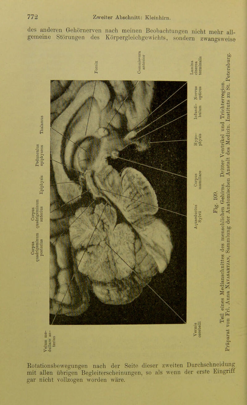 des anderen Gehörnerven nach meinen Beobachtungen nicht mehr all- gemeine Störungen des Körpergleichgewichts, sondern zwangsweise Kotationsbewegungen nach der Seite dieser zweiten Durchschneidnng mit allen übrigen Begleiterscheinungen, so als wenn der erste Eingriff gar nicht vollzogen woi'den wäre.