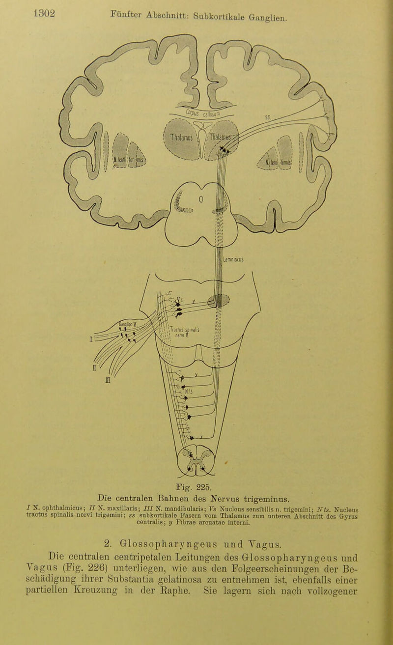 Fig. 225. Die centralen Bahnen des Nervus trigeminus. / N. ophthalmicns; II N. maxillaris; III N. mandibularis; Vs Nuclous sensibilis ii. trigemini; Nts. Nuclens tractus spinalis nervi trigemini; ss subkortikale Fasern vom Thalamus zum unteren Abschnitt des Gyrus centralis; y Fibrae arouatae interni. 2. Glossopharyngeus und Yagus. Die centralen centripetalen Leitungen des Glossopharyngeus und Vagus (Fig. 226) unterliegen, wie aus den Folgeerscheinungen der Be- schädigung ihrer Substantia gelatinosa zu entnehmen ist. ebenfalls einer partiellen Kreuzung in der Raphe. Sie lagern sich nach vollzogener