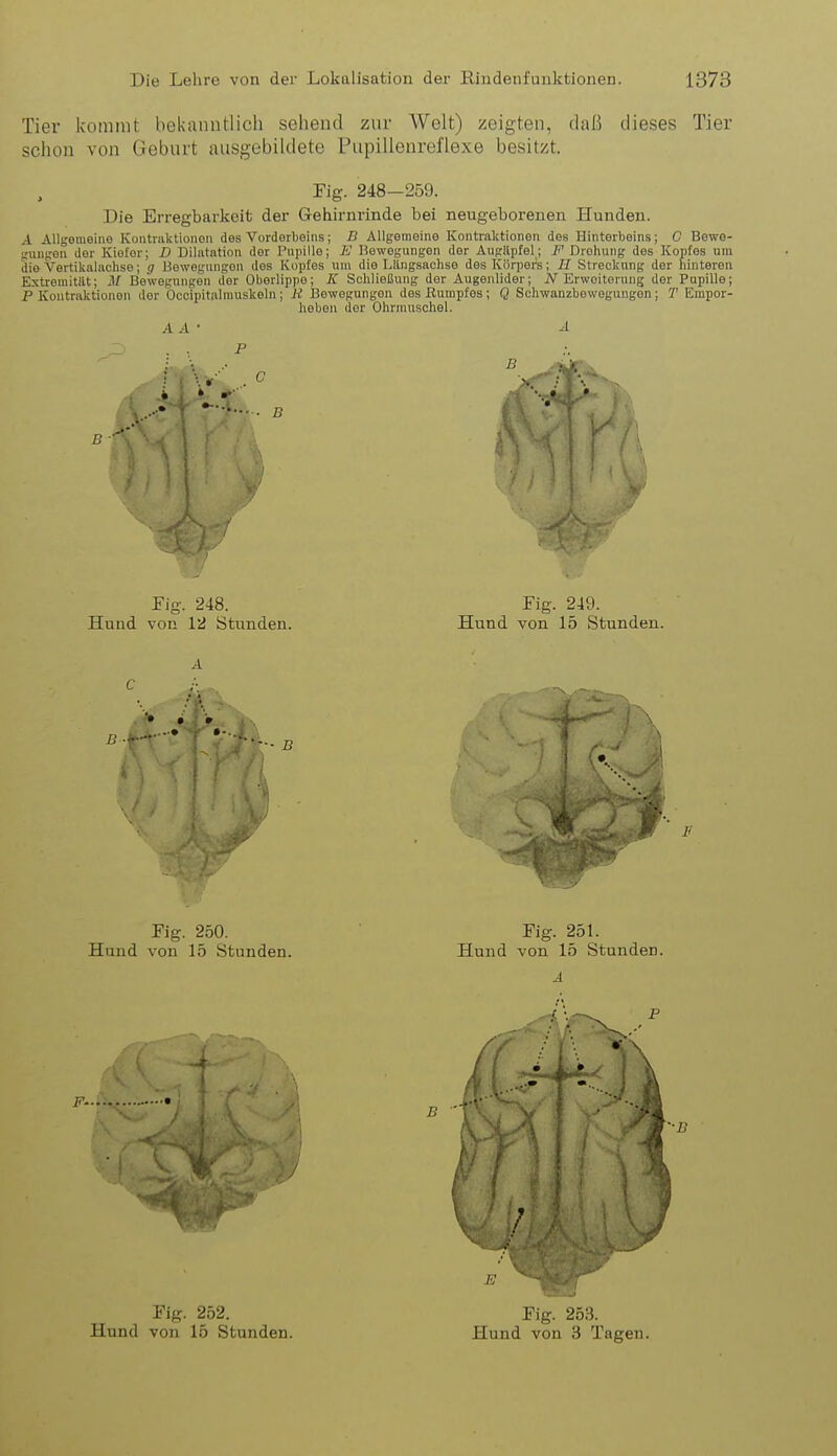 Tier kommt bekanntlich sehend zur Welt) zeigten, daß dieses Tier schon von Geburt ausgebildete Pupillenreflexe besitzt. Fig. 248-259. Die Erregbarkeit der Gehirnrinde bei neugeborenen Hunden. A Allgemeine Kontniktionon des Vorderbeins; II Allgemeine Kontraktionen des Hinterbeins; G Bewe- jrunfren der Iviefer; D Dilatation der l'npille; E Bewegungen der Aiigilpfel; F Drohung des Kopfes um die Vertikalachse; g Bewegungen dos Kopfes un\ die Längsachse des Körpers; // Streckung der hintereu Extremitilt; M Bewegungen der Oberlippe; K Schließung der Augenlider; jV Erweiterung der Pupille; P Kontraktionen der Occipitalmuskeln; R Bewegungen des Rumpfes; Q Schwanzbewoguugon; T Empor- heben der Ohnnuschel. A A • A B i Fig. 248. Hund von 12 Stunden. Fig. 249. Hund von 15 Stunden. B ■ • • • 0 I< Fig. 250. Hund von 15 Stunden. Fig. 251. Hund von 15 Stunden. 1 B ' Fig. 252. E Fig. 2b:i