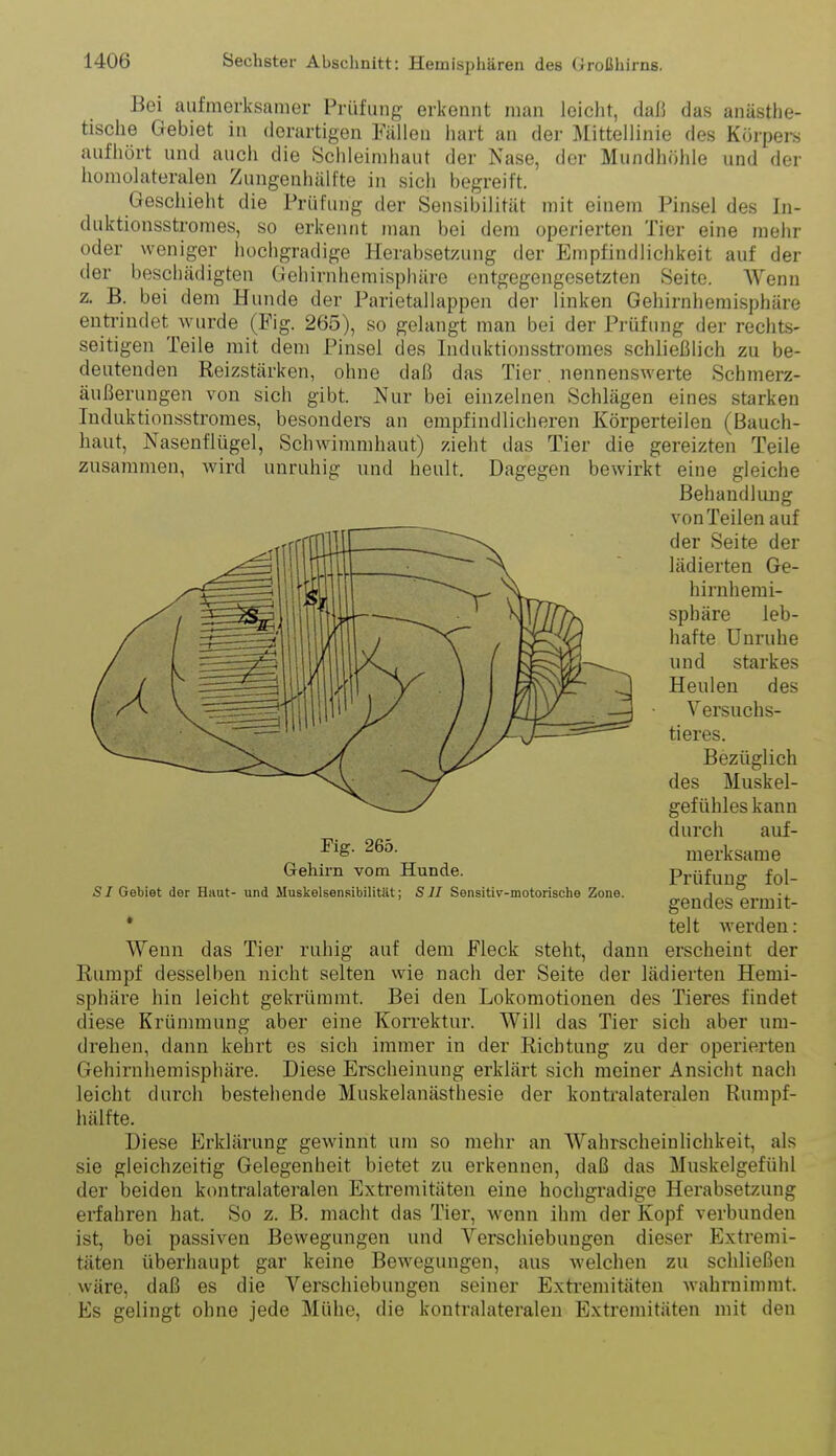 wr.oi^ijauigicii uumnuieinispnure enigegengeseizien öeiio. wenn B. bei dem Hunde der Parietallappen der linken Gehirnliemisphäre rindet wurde (Fig. 265), so gelangt man bei der Prüfung der rechts- tigen Teile mit dem Pinsel des Induktionsstromes schließlich zu be- Bei aufmerksamer Prüfung erkennt man loiclit, daß das anästhe- tische Gebiet in derartigen Fällen hart an der Mittellinie des Körpers aufhört und auch die Schleimhaut der Nase, der Mundhöhle und der homolateralen Zungenhälfte in sich begreift. Geschieht die Prüfung der Sensibilität mit einem Pinsel des In- duktionsstromes, so erkennt man bei dem operierten Tier eine mehr oder weniger hochgradige Herabsetzung der Empfindlichkeit auf der der beschädigten Gehirnhemisphäre entgegengesetzten Seite. Wenn z. B. bei dem Hi  ' ' eutri seifige deutenden Reizstärken, ohne daß das Tier, nennenswerte Schmerz- äußerungen von sich gibt. Nur bei einzelnen Schlägen eines starken luduktionsstromes, besonders an empfindlicheren Körperteilen (Bauch- haut, Nasenflügel, Schwimmhaut) zieht das Tier die gereizten Teile zusammen, wird unruhig und heult. Dagegen bewirkt eine gleiche Behandlung von Teilen auf der Seite der lädierten Ge- hirnherai- sphäre leb- hafte Unruhe und starkes Heulen des Versuchs- tieres. Bezüglich des Muskel- gefühles kann durch auf- merksame Prüfung fol- gendes ermit- * telt werden: Wenn das Tier ruhig auf dem Fleck steht, dann erscheint der Rumpf desselben nicht selten wie nach der Seite der lädierten Hemi- sphäre hin leicht gekrümmt. Bei den Lokomotionen des Tieres findet diese Krünmiung aber eine Korrektur. Will das Tier sich aber um- drehen, dann kehrt es sich immer in der Richtung zu der operierten Gehirnhemisphäre. Diese Erscheinung erklärt sich meiner Ansicht nach leicht durch bestehende Muskelanästhesie der kontralateralen Rnnipf- hälfte. Diese Erklärung gewinnt um so mehr an Wahrscheinlichkeit, als sie gleichzeitig Gelegenheit bietet zu erkennen, daß das Muskelgefühl der beiden kontralateralen Extremitäten eine hochgradige Herabsetzung erfahren hat. So z. B. macht das Tier, wenn ihm der Kopf verbunden ist, bei passiven Bewegungen und Verschiebungen dieser Extremi- täten überhaupt gar keine Bewegungen, aus welchen zu schließen wäre, daß es die Verschiebungen seiner Exti-emitäten Avahrnimmt. Es gelingt ohne jede Mühe, die kontralateralen Extremitäten mit den Fig. 265. Gehirn vom Hunde. SI Gebiet der Haut- und Muskelsensibilität; SU Sensitiv-motorische Zone.