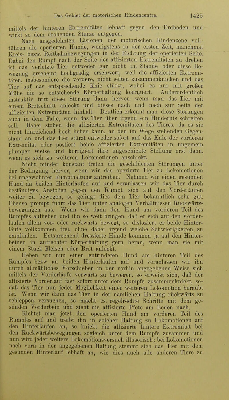 mittels der hinteren Extremitäten lebhaft gegen den Erdboden und wirkt so dem drohenden Sturze entgegen. Nach ausgedehnten Läsionen der motorischen Rindenzone voll- führen die operierten Hunde, wenigstens in der ersten Zeit, manchmal Ea-eis- bezw. Reitbahnbewegungen in der Richtung der operierten Seite. Dabei den Rumpf nach der Seite der affizierten Extremitäten zu drehen ist das verletzte Tier entweder gar nicht im Stande oder diese Be- wegung erscheint hochgradig erschwert, weil die affizierten Extremi- täten, insbesondere die vordere, nicht selten zusammenknicken und das Tier auf das entsprechende Knie stürzt, wobei es nur mit großer Mühe die so entstehende Körperhaltung korrigiert. Außerordentlich instruktiv tritt diese Störung dann hervor, wenn man das Tier mit einem Brotschnitt anlockt und dieses nach und nach zur Seite der affizierten Extremitäten hinhält. Deutlich erkennt man diese Störungen auch in dem Falle, wenn das Tier über irgend ein Hindernis schreiten soll. Dabei stoßen die affizierten Extremitäten des Tieres, da es sie nicht hinreichend hoch heben kann, an den im Wege stehenden Gegen- stand an und das Tier stürzt entweder sofort auf das Knie der vorderen Extremität oder postiert beide affizierten Extremitäten in ungemein plumper Weise und korrigiert ihre ungeschickte Stellung erst dann, w'enn es sich zu weiteren Lokomotionen anschickt. Nicht minder konstant treten die geschilderten Störungen unter der Bedingung hervor, wenn wir das operierte Tier zu Lokomotionen bei ungewohnter Rumpfhaltung antreiben. Nehmen wir einen gesunden Hund an beiden Hinterläufen auf und veranlassen wir das Tier durch beständiges Anstoßen gegen den Rumpf, sich auf den Vorderläufen weiter zu bewegen, so gelingt dies dem Tier bekanntlich sehr gut. Ebenso prompt führt das Tier unter analogen Yerhältnissen Rückwärts- bewegungen aus. Wenn wir dann den Hund am vorderen Teil des Rumpfes aufheben und ihn so weit bringen, daß er sich auf den Vorder- läufen allein vor- oder rückwärts bewegt, so disloziert er beide Hinter- läufe vollkommen frei, ohne dabei irgend, welche Schwierigkeiten zu empfinden. Entsprechend dressierte Hunde kommen ja auf den Hinter- beinen in aufrechter Körperhaltung gern heran, wenn man sie mit einem Stück Fleisch oder Brot anlockt. Heben wir nun einen entrindeten Hund am hinteren Teil des Rumpfes bezw. an beiden Hinterläufen auf und veranlassen wir ihn durch allmähliches Vorschieben in der vorhin angegebenen Weise sich mittels der Vorderläufe vorwärts zu bewegen, so erweist sich, daß der affizierte Vorderlauf fast sofort unter dem Rumpfe zusammenknickt, so- daß das Tier nun jeder Möglichkeit einer weiteren Lokomotion beraubt ist. Wenn wir dann das Tier in der nämlichen Haltung rückwärts zu schleppen- versuchen, so macht es. regelrechte Schritte mit dem ge- sunden Vorderbein und zieht die affizierte Pfote am Boden nach. Richtet man jetzt, den operierten Hund am vorderen Teil des Rumpfes auf und treibt ihn in solcher Haltung zu Lokomotionen auf den Hinterläufen an, so knickt die affizierte hintere Exti'emität bei den Rückwärtsbewegungen sogleich unter dem Rumpfe zusammen und nun wird jeder weitere Lokomotionsversuch illusorisch; bei Lokomotionen nach vorn in der angegebenen Haltung stemmt sich das Tier mit dem gesunden Hinterlauf lebhaft an, wie dies auch alle anderen Tiere zu