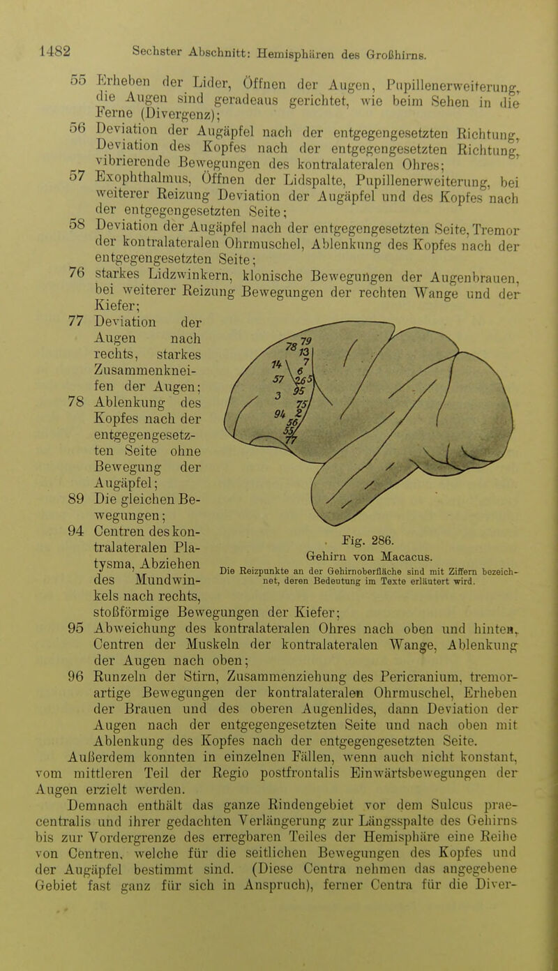 55 Erlieben der Lider, öffnen der Augen, Pupillenerweiterung, die Augen sind geradeaus gerichtet, wie beim Sehen in die Ferne (Divergenz); 56 Deviation der Augäpfel nach der entgegengesetzten Richtung, Deviation des Kopfes nach der entgegengesetzten Riclitung', vibrierende Bewegungen des kontralateralen Ohres; 57 Exophthalmus, Öffnen der Lidspalte, Pupillenerweiterung, bei weiterer Reizung Deviation der Augäpfel und des Kopfes nach der entgegengesetzten Seite; 58 Deviation der Augäpfel nach der entgegengesetzten Seite, Tremor der kontralateralen Ohrmuschel, Ablenkung des Kopfes nach der entgegengesetzten Seite; 76 starkes Lidzwinkern, klonische Bewegungen der Augenbrauen, bei weiterer Reizung Bewegungen der rechten Wange und der Kiefer; 77 Deviation der Augen nach rechts, starkes Zusammenknei- fen der Augen; 78 Ablenkung des Kopfes nach der entgegengesetz- ten Seite ohne Bewegung der Augäpfel; 89 Die gleichen Be- wegungen ; 94 Centren des kon- ti'alateralen Pla- tysma, Abziehen des Mundwin- kels nach rechts, stoßförmige Bewegungen der Kiefer; 95 AbAveichung des kontralateralen Ohres nach oben und hinten^ Centren der Muskeln der kontralateralen Wange, Ablenkung der Augen nach oben; 96 Runzeln der Stirn, Zusammenziehung des Pericranium, trenior- artige Bewegungen der kontralateralen Ohrmuschel, Erheben der Brauen und des oberen Augenlides, dann Deviation der Augen nach der entgegengesetzten Seite und nach oben mit Ablenkung des Kopfes nach der entgegengesetzten Seite. Außerdem konnten in einzelnen Fällen, wenn auch nicht konstant, vom mittleren Teil der Regio postfrontalis Einwärtsbewegungen der Augen erzielt werden. Demnach enthält das ganze Rindengebiet vor dem Sulcus prae- centralis und ihrer gedachten Verlängerung zur Längsspalte des Gehirns bis zur Vordergrenze des erregbaren Teiles der Hemisphäre eine Reihe von Centren, welche für die seitlichen Bewegungen des Kopfes und der Augäpfel bestimmt sind. (Diese Centra nehmen das angegebene Gebiet fast ganz für sich in Anspruch), ferner Centra für die Diver- . Fig. 286. Gehirn von Macacus. Die Eeizpiinkte an der Gehirnoberfläche sind mit Ziffern bezeich- net, deren Bedeutung im Texte erlUutert wird.