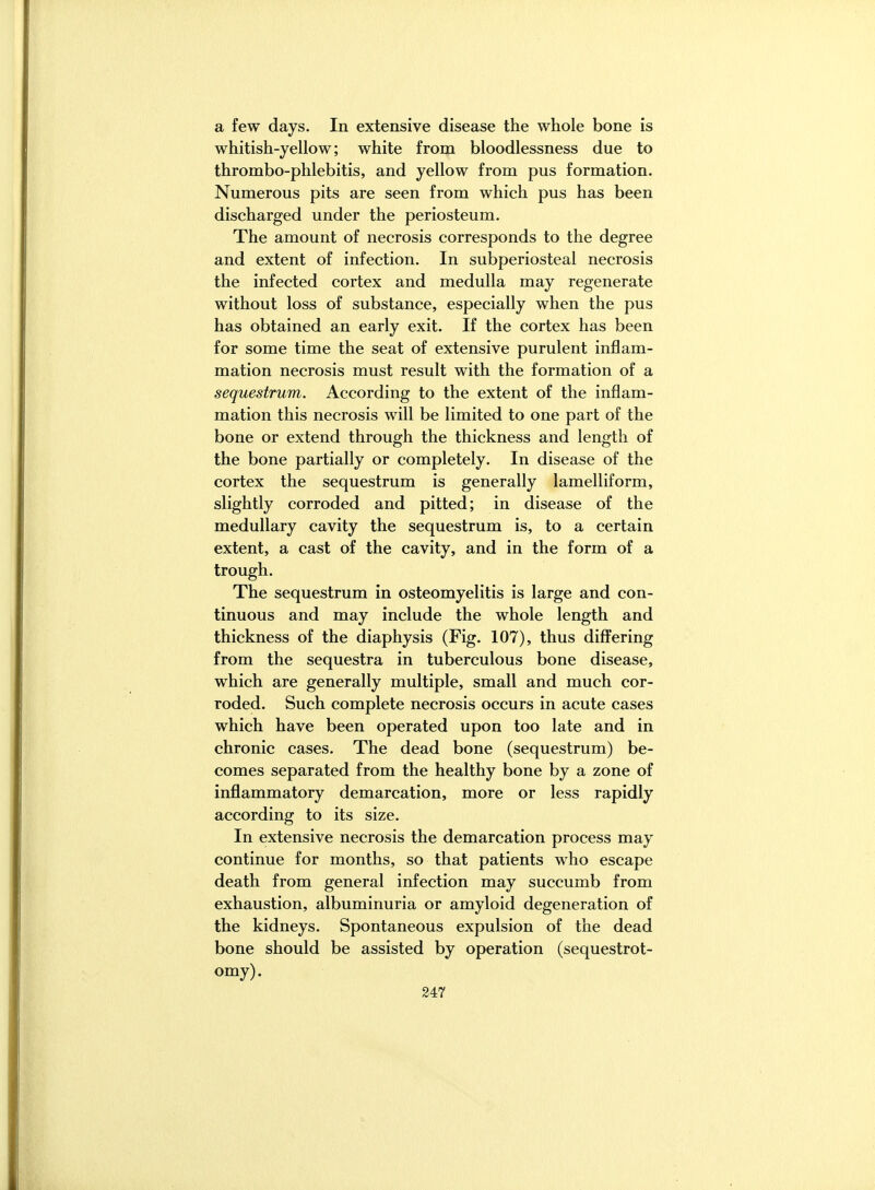 a few days. In extensive disease the whole bone is whitish-yellow; white from bloodlessness due to thrombo-phlebitis, and yellow from pus formation. Numerous pits are seen from which pus has been discharged under the periosteum. The amount of necrosis corresponds to the degree and extent of infection. In subperiosteal necrosis the infected cortex and medulla may regenerate without loss of substance, especially when the pus has obtained an early exit. If the cortex has been for some time the seat of extensive purulent inflam- mation necrosis must result with the formation of a sequestrum. According to the extent of the inflam- mation this necrosis will be limited to one part of the bone or extend through the thickness and length of the bone partially or completely. In disease of the cortex the sequestrum is generally lamelliform, slightly corroded and pitted; in disease of the medullary cavity the sequestrum is, to a certain extent, a cast of the cavity, and in the form of a trough. The sequestrum in osteomyelitis is large and con- tinuous and may include the whole length and thickness of the diaphysis (Fig. 107), thus differing from the sequestra in tuberculous bone disease, which are generally multiple, small and much cor- roded. Such complete necrosis occurs in acute cases which have been operated upon too late and in chronic cases. The dead bone (sequestrum) be- comes separated from the healthy bone by a zone of inflammatory demarcation, more or less rapidly according to its size. In extensive necrosis the demarcation process may continue for months, so that patients who escape death from general infection may succumb from exhaustion, albuminuria or amyloid degeneration of the kidneys. Spontaneous expulsion of the dead bone should be assisted by operation (sequestrot- omy).