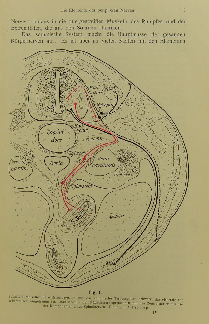 Nerven hinaus in die quergestreiften Muskeln des Rumpfes und der Extremitäten, die aus den Somiten stammen. Das somatische System macht die Hauptmasse der gesamten Körpernerven aus. Es ist aber an vielen Stellen mit den Elementen • 'S- »• Schnitt durch einen Selachiercmbryo, in den d.-is somntische Nervensystem schwarz, das viscerale rot schemafsch eingetragen ist. Man beachte den Rückenmarksquerschnitt mit den Zentralstmten Mr die vier Komponenten eines Spinalnerven. Figur von A. I^roriep. 1*