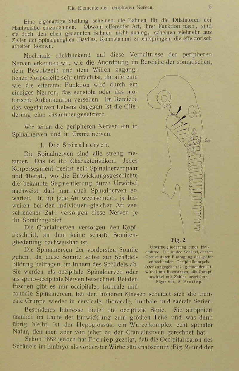 Eine eigenartige Stellung scheinen die Bahnen für die Dilatatoren der Hautgefäße einzunehmen. Obwohl efferenter Art, ihrer Funktion nach, sind sie doch den eben genannten Bahnen nicht analog, scheinen vielmehr aus Zellen der Spinalganglien (Bayliss, Kohnstamm) zu entspringen, die effektorisch arbeiten können. Nochmals rückblickend auf diese Verhältnisse der peripheren Nerven erkennen wir, wie die Anordnung im Bereiche der somatischen,, dem Bewußtsein und dem Willen zugäng- lichen Körperteile sehr einfach ist, die afferente wie die efferente Funktion wird durch ein einziges Neuron, das sensible oder das mo- torische Außenneuron versehen. Im Bereiche des vegetativen Lebens dagegen ist die Glie- derung eine zusammengesetztere. Wir teilen die peripheren Nerven ein in Spinalnerven und in Cranialnerven. 1. Die Spinalnerven. Die Spinalnerven sind alle streng me- tamer. Das ist ihr Charakteristikon. Jedes Körpersegment besitzt sein Spinalnervenpaar und überall, wo die Entwicklungsgeschichte die bekannte Segmentierung durch Urwirbel nachweist, darf man auch Spinalnerven er- warten. In für jede Art wechselnder, ja bis- weilen bei den Individuen gleicher Art ver- schiedener Zahl versorgen diese Nerven je ihr Somitengebiet. Die Cranialnerven versorgen den Kopf- abschnitt, an dem keine scharfe Somiten- gliederung nachweisbar ist. Die Spinalnerven der vordersten Somite gehen, da diese Somite selbst zur Schädel- bildung beitragen, im Innern des Schädels ab. Sie werden als occipitale Spinalnerven oder als spino-occipitale Nerven bezeichnet. Bei den Fig. 2. Urwirbelgliederung eines Hai- embryo. Die in den Schädel, dessen Grenze durch Eintragung des später entstehenden Occipitalknorpels (Occ.) angegeben ist, geratenden Ur- wirbel mit Buchstaben, die Rumpf- urwirbel mit Zahlen bezeichnet. Figur von A. Froriep. Fischen gibt es nur occipitale, truncale und caudale Spinalnerven, bei den höheren Klassen scheidet sich die trun- cale Gruppe wieder in cervicale, thoracale, lumbale und sacrale Serien. Besonderes Interesse bietet die occipitale Serie. Sie atrophiert nämlich im Laufe der Entwicklung zum größten Teile und was dann übrig bleibt, ist der Hypoglossus, ein Wurzelkomplex echt spinaler Natur, den man aber von jeher zu den Cranialnerven gerechnet hat. Schon 1882 jedoch hat Froriep gezeigt, daß die Occipitalregion des Schädels im Embryo als vorderster Wirbelsäulenabschnitt (Fig. 2) und der