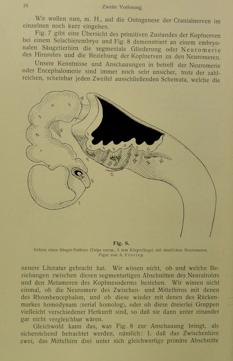 Wir wollen nun, m. H., auf die Ontogenese der Cranialnerven im einzelnen noch kurz eingehen. Fig. 7 gibt eine Übersicht des primitiven Zustandes der Kopfnerven bei einem Selachierembryo und Fig. 8 demonstriert an einem embryo- nalen Säugetierhirn die segmentale Gliederung oder Neuromerie des Hirnrohrs und die Beziehung der Kopfnerven zu den Neuromeren. Unsere Kenntnisse und Anschauungen in betreff der Neuromerie oder Encephalomerie sind immer noch sehr unsicher, trotz der zahl- reichen, scheinbar jeden Zweifel ausschließenden Schemata, welche die Fig. 8. Gehirn eines Säuger-Embryo (Talpa europ., 5 mm Körperlänge) mit deutlichen Neuromeren. Figur von A. Froriep. neuere Literatur gebracht hat. Wir wissen nicht, ob und welche Be- ziehungen zwischen diesen segmentartigen Abschnitten des Neurairohrs und den Metameren des Kopfmesoderms bestehen. Wir wissen nicht einmal, ob die Neuromere des Zwischen- und Mittelhirns mit denen des Rhombencephalon, und ob diese wieder mit denen des Rücken- markes homodynam (serial homolog), oder ob diese dreierlei Gruppen vielleicht verschiedener Herkunft sind, so daß sie dann unter einander gar nicht vergleichbar wären. Gleichwohl kann das, was Fig. 8 zur Anschauung bringt, als sicherstehend betrachtet werden, nämlich: 1. daß das Zwischenhirn zwei, das Mittelhirn drei unter sich gleichwertige primäre Abschnitte