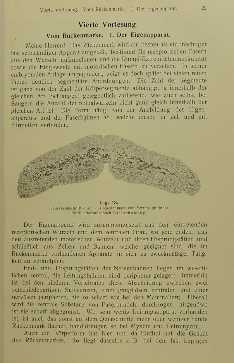 Vierte Vorlesung. Vom Riickenmarke. 1. Der Eigenapparat. Vierte Vorlesung. Vom Rückenmarke. 1. Der Eigenapparat. Meine Herren! Das Rückenmark wird am besten als ein mächtiger fast selbständiger Apparat aufgefaßt, bestimmt die rezeptorischen Fasern aus den Wurzein aufzunehmen und die Rumpf-Extremitätenmuskulatur sowie die Eingeweide mit motorischen Fasern zu versehen. In seiner embryonalen Anlage ungegliedert, zeigt es doch später bei vielen reifen Tieren deutlich segmentäre Anordnungen. Die Zahl der Segmente ist ganz von der Zahl der Körpersegmente abhängig, ja innerhalb der gleichen Art (Schlangen) gelegentlich variierend, wie auch selbst bei Säugern die Anzahl der Spinalwurzeln nicht ganz gleich innerhalb der gleichen Art ist. Die Form hängt von der Ausbildung des Eigen- apparates und der Faserbahnen ab, welche diesen in sich und mit Hirnteilen verbinden. ^ ?^^^^^ ^ Fig. 13. Transversalschnitt durch das Rückenmark von Myxine glutinosa. Fibrillenfärbung nach Bielschowsky. Der Eigenapparat wird zusammengesetzt aus den eintretenden rezeptorischen Wurzeln und dem zentralen Grau, wo jene enden; aus den austretenden motorischen Wurzeln und ihren Ursprungstätten und schließlich aus Zellen und Bahnen, welche geeignet sind, die im Rückenmarke vorhandenen Apparate in sich zu zweckmäßiger Tätig- keit zu verknüpfen. • End- und Ursprungstätten der Nervenbahnen liegen im wesent- lichen zentral, die Leitungsbahnen sind peripherer gelagert. Immerhin ist bei den niederen Vertebraten diese Abscheidung zwischen zwei verschiedenartigen Substanzen, einer gangliösen zentralen und einer nervösen peripheren, nie so scharf wie bei den Mammalierr;. Überall wird die zentrale Substanz von Faserbündeln durchzogen, nirgendwo ist sie scharf abgegrenzt. Wo sehr wenig Leitungsapparat vorhanden ist, ist auch das sonst auf dem Querschnitte mehr oder weniger runde Rückenmark flacher, bandförmiger, so bei Myxine und Petromyzon. Auch die Körperform hat hier und da Einfluß auf die Gestalt des Rückenmarkes. So liegt dasselbe z. B. bei dem fast kugligen