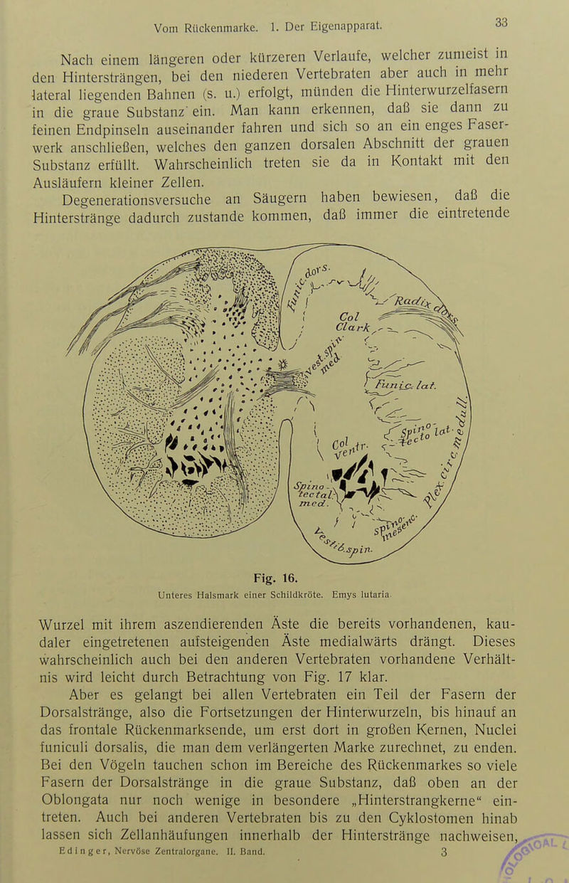 Nach einem längeren oder kürzeren Verlaufe, welcher zumeist in den Hintersträngen, bei den niederen Vertebraten aber auch in mehr lateral liegenden Bahnen (s. u.) erfolgt, münden die Hinterwurzelfasern in die graue Substanz'ein. Man kann erkennen, daß sie dann zu feinen Endpinseln auseinander fahren und sich so an ein enges Faser- werk anschließen, welches den ganzen dorsalen Abschnitt der grauen Substanz erfüllt. Wahrscheinlich treten sie da in Kontakt mit den Ausläufern kleiner Zellen. Degenerationsversuche an Säugern haben bewiesen, daß die Hinterstränge dadurch zustande kommen, daß immer die eintretende Unteres Halsmark einer Schildkröte. Emys lutaria. Wurzel mit ihrem aszendierenden Äste die bereits vorhandenen, kau- daler eingetretenen aufsteigenden Äste medialwärts drängt. Dieses wahrscheinlich auch bei den anderen Vertebraten vorhandene Verhält- nis wird leicht durch Betrachtung von Fig. 17 klar. Aber es gelangt bei allen Vertebraten ein Teil der Fasern der Dorsalstränge, also die Fortsetzungen der Hinterwurzeln, bis hinauf an das frontale Rückenmarksende, um erst dort in großen Kernen, Nuclei funiculi dorsalis, die man dem verlängerten Marke zurechnet, zu enden. Bei den Vögeln tauchen schon im Bereiche des Rückenmarkes so viele Fasern der Dorsalstränge in die graue Substanz, daß oben an der Oblongata nur noch wenige in besondere „Hinterstrangkerne ein- treten. Auch bei anderen Vertebraten bis zu den Cyklostomen hinab lassen sich Zellanhäufungen innerhalb der Hinterstränge nachweisen, Ed i n g e r, Nervöse Zentralorgane. II. Band. 3