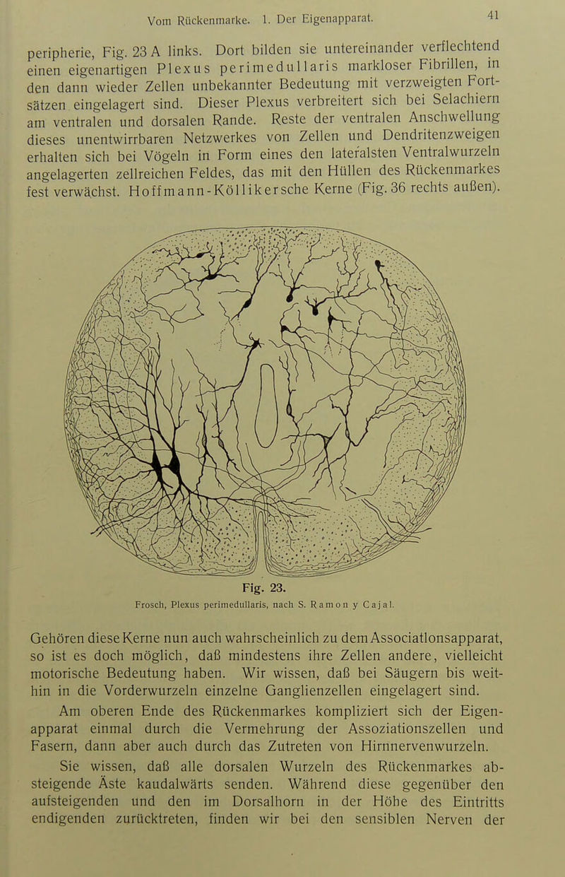 Peripherie, Fig. 23 A links. Dort bilden sie untereinander verflechtend einen eigenartigen Plexus perimedullaris markloser Fibrillen, in den dann wieder Zellen unbekannter Bedeutung mit verzweigten Fort- sätzen eingelagert sind. Dieser Plexus verbreitert sich bei Selachiern am ventralen und dorsalen Rande. Reste der ventralen Anschwellung dieses unentwirrbaren Netzwerkes von Zellen und Dendritenzweigen erhalten sich bei Vögeln in Form eines den lateralsten Ventralwurzeln angelagerten zellreichen Feldes, das mit den Hüllen des Rückenmarkes fest verwächst. Hoff m a nn - Kol lik er sehe Kerne (Fig. 36 rechts außen). Gehören diese Kerne nun auch wahrscheinlich zu demAssociatlonsapparat, so ist es doch möglich, daß mindestens ihre Zellen andere, vielleicht motorische Bedeutung haben. Wir wissen, daß bei Säugern bis weit- hin in die Vorderwurzeln einzelne Ganglienzellen eingelagert sind. Am oberen Ende des Rückenmarkes kompliziert sich der Eigen- apparat einmal durch die Vermehrung der Assoziationszellen und Fasern, dann aber auch durch das Zutreten von Hirnnervenwurzeln. Sie wissen, daß alle dorsalen Wurzeln des Rückenmarkes ab- steigende Äste kaudalwärts senden. Während diese gegenüber den aufsteigenden und den im Dorsalhorn in der Höhe des Eintritts endigenden zurücktreten, finden wir bei den sensiblen Nerven der
