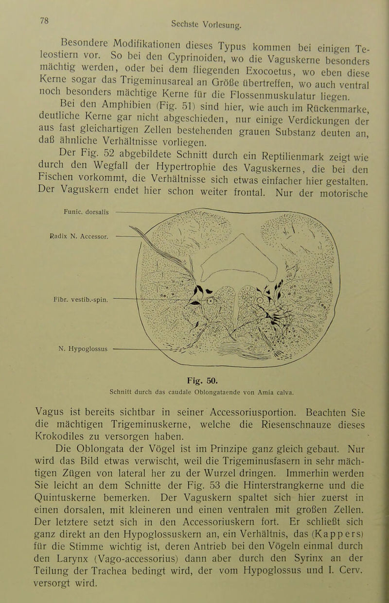 Besondere Modifikationen dieses Typus kommen bei einigen Te- leostiern vor So bei den Cyprinoiden, wo die Vaguskerne besonders mächtig werden, oder bei dem fliegenden Exocoetus, wo eben diese Kerne sogar das Trigeminusareal an Größe übertreffen, wo auch ventral noch besonders mächtige Kerne für die Flossenmuskulatur liegen Bei den Amphibien (Fig. 51) sind hier, wie auch im Rückenmarke deutliche Kerne gar nicht abgeschieden, nur einige Verdickungen dei^ aus fast gleichartigen Zellen bestehenden grauen Substanz deuten an daß ähnliche Verhältnisse vorliegen. Der Fig. 52 abgebildete Schnitt durch ein Reptilienmark zeigt wie durch den Wegfall der Hypertrophie des Vaguskernes, die bei den Fischen vorkommt, die Verhältnisse sich etwas einfacher hier gestalten. Der Vaguskern endet hier schon weiter frontal. Nur der motorische Funic. dorsalis Radix N. Accessor. Fibr. vestib.-spin. N. Hypoglossus Fig. 50. Schnitt durch das caudale Oblongataende von Amia calva. Vagus ist bereits sichtbar in seiner Accessoriusportion. Beachten Sie die mächtigen Trigeminuskerne, welche die Riesenschnauze dieses Krokodiles zu versorgen haben. Die Oblongata der Vögel ist im Prinzipe ganz gleich gebaut. Nur wird das Bild etwas verwischt, weil die Trigeminusfasern in sehr mäch- tigen Zügen von lateral her zu der Wurzel dringen. Immerhin werden Sie leicht an dem Schnitte der Fig. 53 die Hinterstrangkerne und die Quintuskerne bemerken. Der Vaguskern spaltet sich hier zuerst in einen dorsalen, mit kleineren und einen ventralen mit großen Zellen. Der letztere setzt sich in den Accessoriuskern fort. Er schließt sich ganz direkt an den Hypoglossuskern an, ein Verhältnis, das (Kappers) für die Stimme wichtig ist, deren Antrieb bei den Vögeln einmal durch den Larynx (Vago-accessorius) dann aber durch den Syrinx an der Teilung der Trachea bedingt wird, der vom Hypoglossus und I. Cerv. versorgt wird.