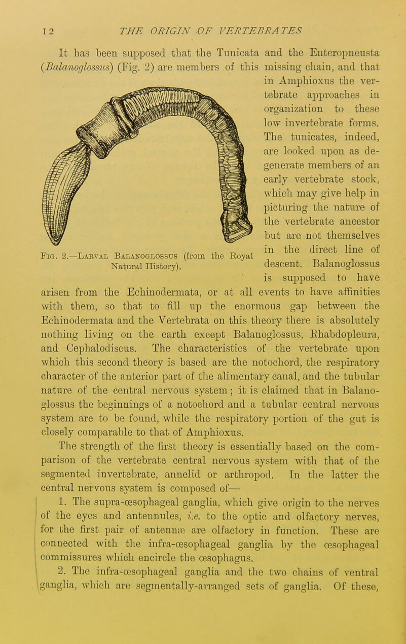 It has been supposed that the Tunicata and the Enteropneusta {Bcdanoglossus) (Fig. 2) are members of this missing chain, and that in Amphioxus the ver- arisen from the Echinodermata, or at all events to have affinities with them, so that to fill up the enormous gap between the Echinodermata and the Vertebrata on this theory there is absolutely nothing living on the earth except Balanoglossus, Ehabdopleura, and Cephalodiscus. The characteristics of the vertebrate upon which this second theory is based are the notochord, the respiratory character of the anterior part of the alimentary canal, and the tubular nature of the central nervous system; it is claimed that in Balano- glossus the beginnings of a notochord and a tubular central nervous system are to be found, while the respiratory portion of the gut is closely comparable to that of Amphioxus. The strength of the first theory is essentially based on the com- parison of the vertebrate central nervous system with that of the segmented invertebrate, annelid or arthropod. In the latter the central nervous system is composed of— 1. The supra-oesophageal ganglia, which give origin to the nerves of the eyes and antennules, i.e. to the optic and olfactory nerves, for the first pair of antenniB are olfactory in function. These are connected with the infra-oesophageal ganglia by the oesophageal commissures which encircle the oesophagus. 2. The infra-oesophageal ganglia and the two cliains of ventral ganglia, which are segmentally-arranged sets of ganglia. Of these, tebrate approaches in organization to these low invertebrate forms. The tunicates, indeed, are looked upon as de- generate members of an early vertebrate stock, which may give help in pictiiriug the nature of the vertebrate ancestor but are not themselves in the direct line of descent. Balanoglossus is supposed to have Fig. 2.—Larval Balanoglossus (from the Royal Natural History).