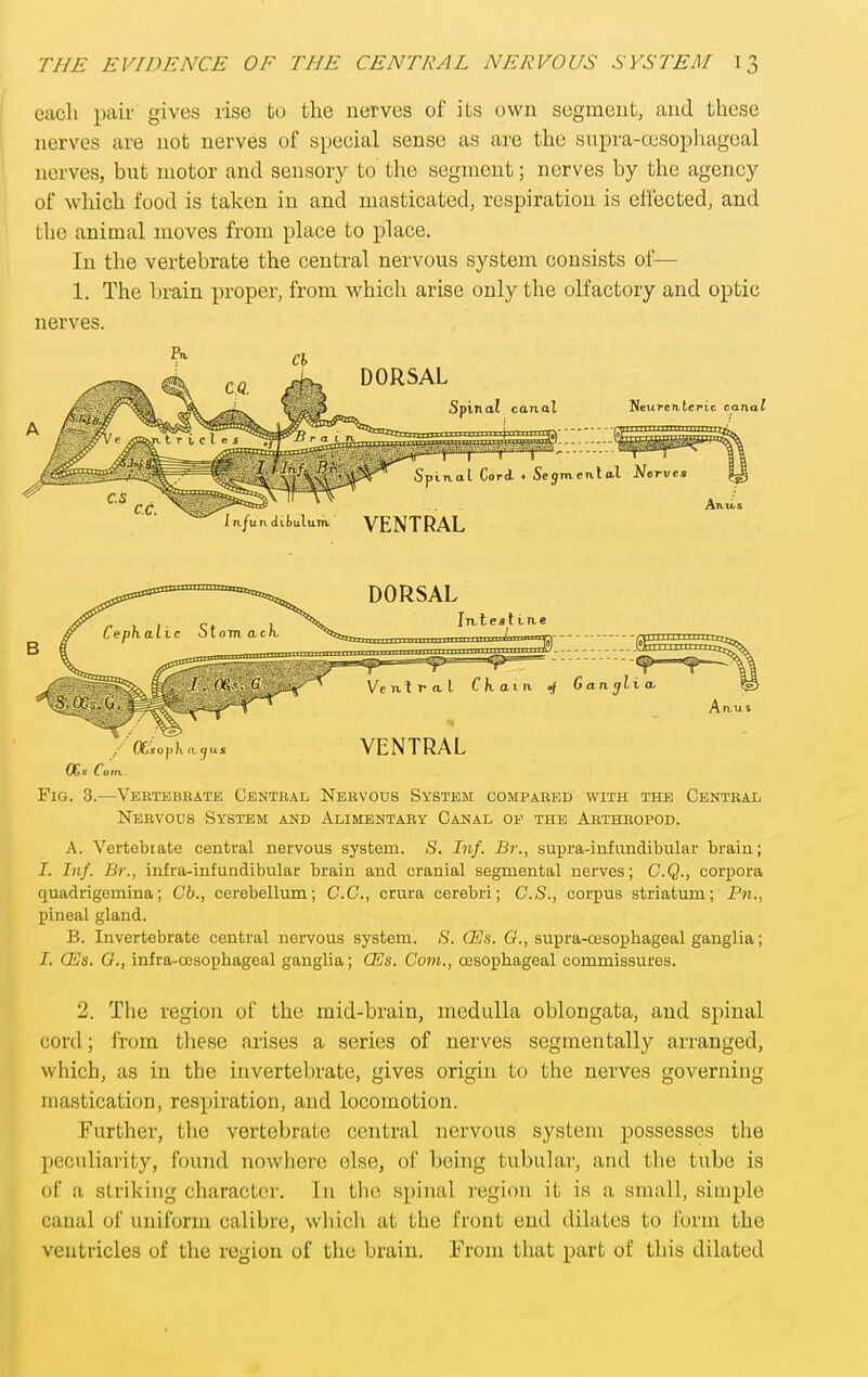 each pair gives rise to the nerves of its own segment, and these nerves are not nerves of special sense as are the supra-cesophageal nerves, but motor and sensory to the segment; nerves by the agency of which food is taken in and masticated, respiration is effected, and the animal moves from place to place. In the vertebrate the central nervous system consists of— 1. The brain proper, from which arise only the olfactory and optic nerves. OSs Coin. Fig. 3.—Vebtebhate Central Nervous System compared with the Centbal Nervous System and Alimentary Canal of the Arthropod. A. Vertebrate central nervous system. S. Inf. Br., supra-infundibular brain; I. Inf. Br., infra-infundibular brain and cranial segmental nerves; C.Q., corpora quadrigemina; Ch., cerebellum; G.C., crura cerebri; C.S., corpus striatum; Pw., pineal gland. B. Invertebrate central nervous system. B. CEs. G., supra-cesophageal ganglia; J. CEs. G., infra-cesophageal ganglia; QSs. Com., oesophageal commissures. 2. The region of the mid-brain, medulla oblongata, and spinal cord; from these arises a series of nerves segmentally arranged, which, as in the invertebrate, gives origin to the nerves governing mastication, respiration, and locomotion. Further, the vertebrate central nervous system possesses the peculiarity, found nowhere else, of being tubular, and tlie tube is of a striking character. In the spinal region it is a small, simple canal of uniform calibre, whicli at the front end dilates to form the ventricles of the region of the brain. From that part of this dilated