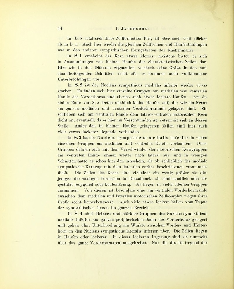 In L. 5 setzt sich diese Zellformation fort, ist aber noch weit stärker als in L. 4. Auch hier wieder die gleichen Zellformen und Haufenbildungen wie in den anderen sympathischen Kerngebieten des Rückenmarks. In S. 1 erscheint der Kern etwas kleiner; meistens bietet er sich in Ansammlungen von kleinen Haufen der clmrakteristischen Zellen dar. Hier wie in den früheren Segmenten wechselt seine Größe in den auf- einanderfolgenden Schnitten recht oft; es kommen auch vollkommene Unterbrechungen vor. In S. 2 ist der Nucleus sympathicus medialis inferior wieder etwas stärker. Es finden sich hier einzelne Grruppen am medialen wie ventralen Rande des Vorderhorns und ebenso auch etwas lockere Haufen. Am di- stalen Ende von S. 2 treten reichlich kleine Haufen auf, die wie ein Kranz am ganzen medialen und ventralen Vorderhornrande gelagert sind. Sie schließen sich am ventralen Rande dem latero-ventralen motorischen Kern dicht an, eventuell, da er hier im Verschwinden ist, setzen sie sich an dessen Stelle. Außer den in kleinen Haufen gelagerten Zellen sind hier auch viele etwas lockerer liegende vorhanden. In S. 3 ist der Nucleus sympathicus medialis inferior in vielen einzelnen Gruppen am medialen und ventralen Rande vorhanden. Diese Gruppen dehnen sich mit dem Verschwinden der motorischen Kerngruppen am ventralen Rande immer weiter nach lateral aus, und in wenigen Schnitten hatte es schon hier den Anschein, als ob schließlich der mediale sympathische Kernzug mit dem lateralen vorher beschriebenen zusammen- fließt. Die Zellen des Kerns sind vielleicht ein wenig größer als die- jenigen der analogen Formation im Dorsalmark; sie sind rundlich oder ab- gestutzt polygonal oder keulenförmig. Sie liegen in vielen kleinen Gruppen zusammen. Von diesen ist besonders eine am ventralen Vorderhornrande zwischen dem medialen und lateralen motorischen Zellkomplex wegen ihrer Größe recht bemerkenswert. Auch viele etwas lockere Zellen vom Typus der sympathischen liegen im ganzen Bereich. In S. 4 sind kleinere und stärkere Gruppen des Nucleus sympathicus medialis inferior am ganzen ^peripherischen Saum des Vorderhorns gelagert und gehen ohne Unterbrechung am Winkel zwischen Vorder- und Hinter- horn in den Nucleus sympathicus lateralis inferior über. Die Zellen liegen in Haufen oder lockerer. In dieser lockeren Lagerung sind sie nunmehr über das ganze Vorderhornareal ausgebreitet. Nur die direkte Gegend der