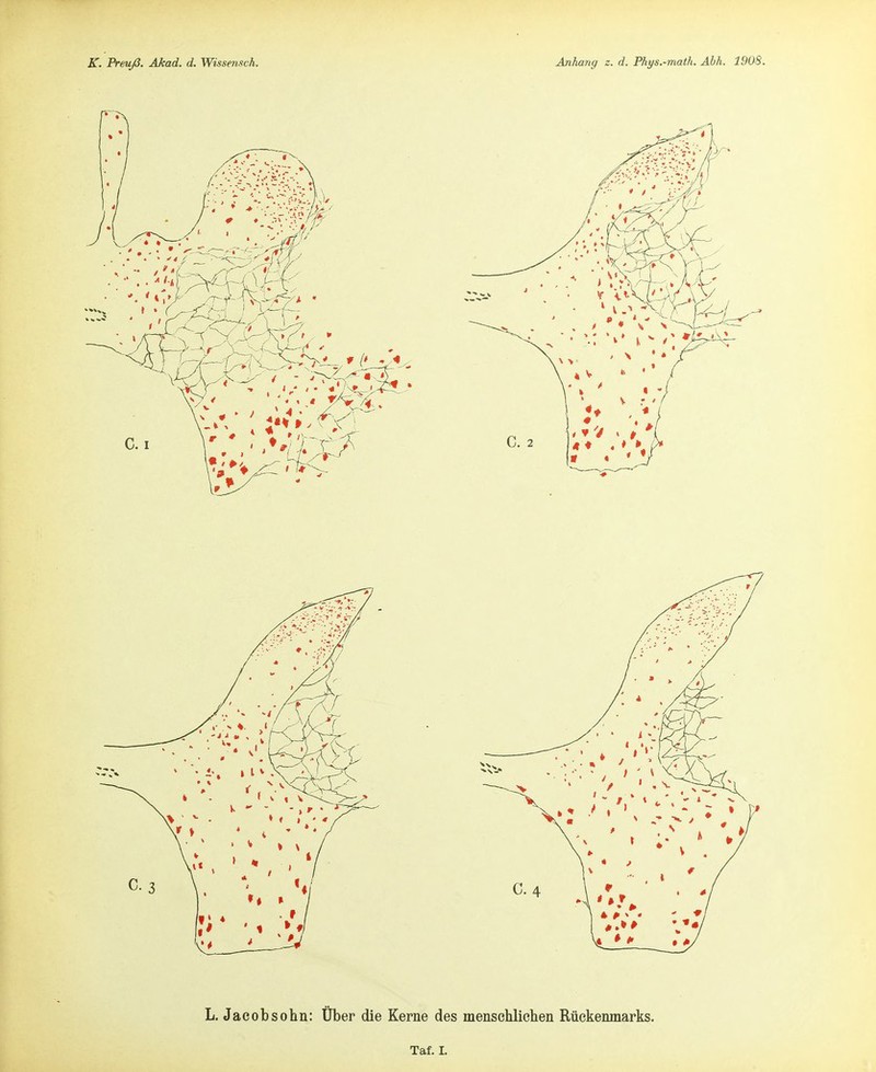 L. Jacob söhn: über die Kerne des menschlichen Rückenmarks. Taf. I.