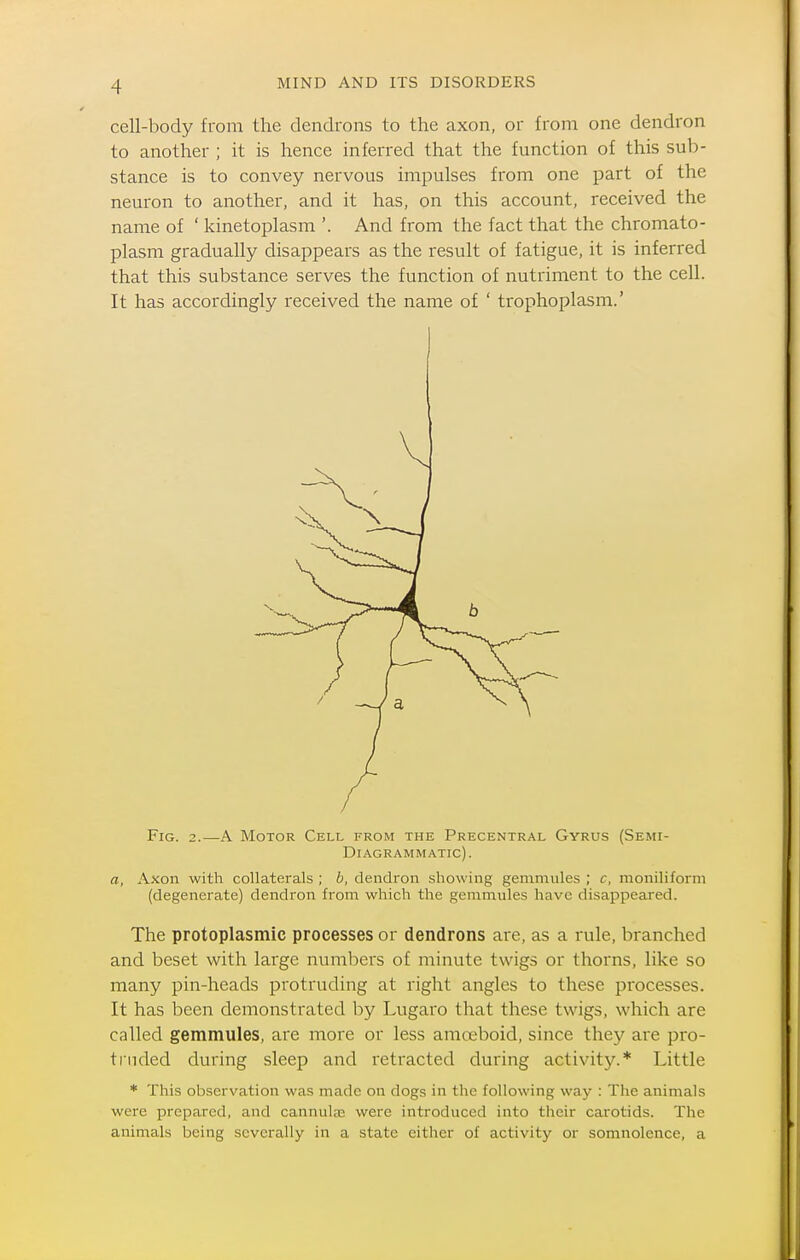 cell-body from the dendrons to the axon, or from one dendron to another ; it is hence inferred that the function of this sub- stance is to convey nervous impulses from one part of the neuron to another, and it has, on this account, received the name of ' kinetoplasm '. And from the fact that the chromato- plasm gradually disappears as the result of fatigue, it is inferred that this substance serves the function of nutriment to the cell. It has accordingly received the name of ' trophoplasm.' Fig. 2.—A Motor Cell from the Precentral Gyrus (Semi- Diagrammatic). a, Axon with collaterals ; b, dendron showing gemmules ; c, moniliform (degenerate) dendron from which the gemmules have disappeared. The protoplasmic processes or dendrons are, as a rule, branched and beset with large numl)ers of minute twigs or thorns, like so many pin-heads protruding at right angles to these processes. It has been demonstrated by Lugaro that these twigs, which are called gemmules, are more or less amoeboid, since they are pro- truded during sleep and retracted during activity.* Little * This observation was made on dogs in the following way : The animals were prepared, and cannulas were introduced into their carotids. The animals being severally in a state either of activity or somnolence, a