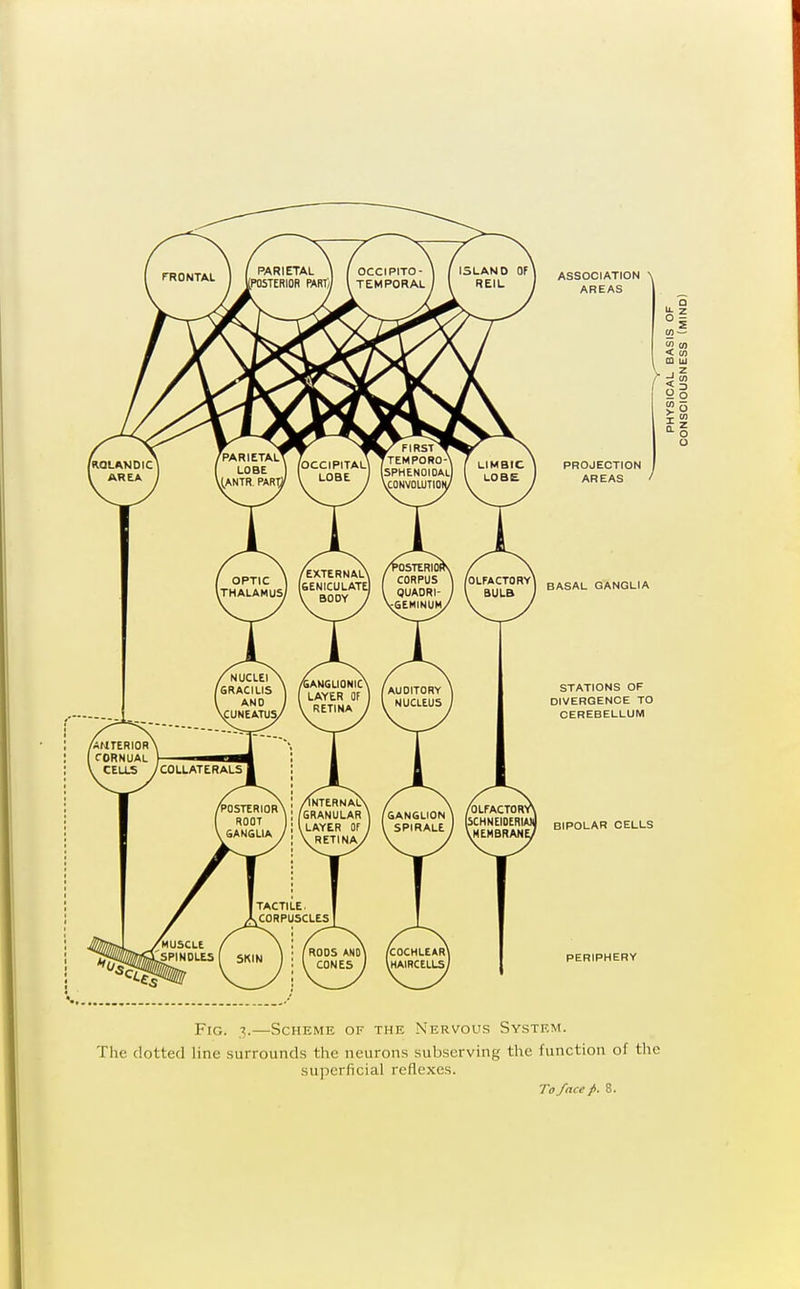 ASSOCIATION AREAS PROJECTION AREAS □ H CO — « 0) < CO m u o BASAL GANGLIA STATIONS OF DIVERGENCE TO CEREBELLUM BIPOLAR CELLS PERIPHERY Fig. 3.—Scheme of the Nervous System. The dotted line surrounds the neurons subserving the function of the superficial reflexes.