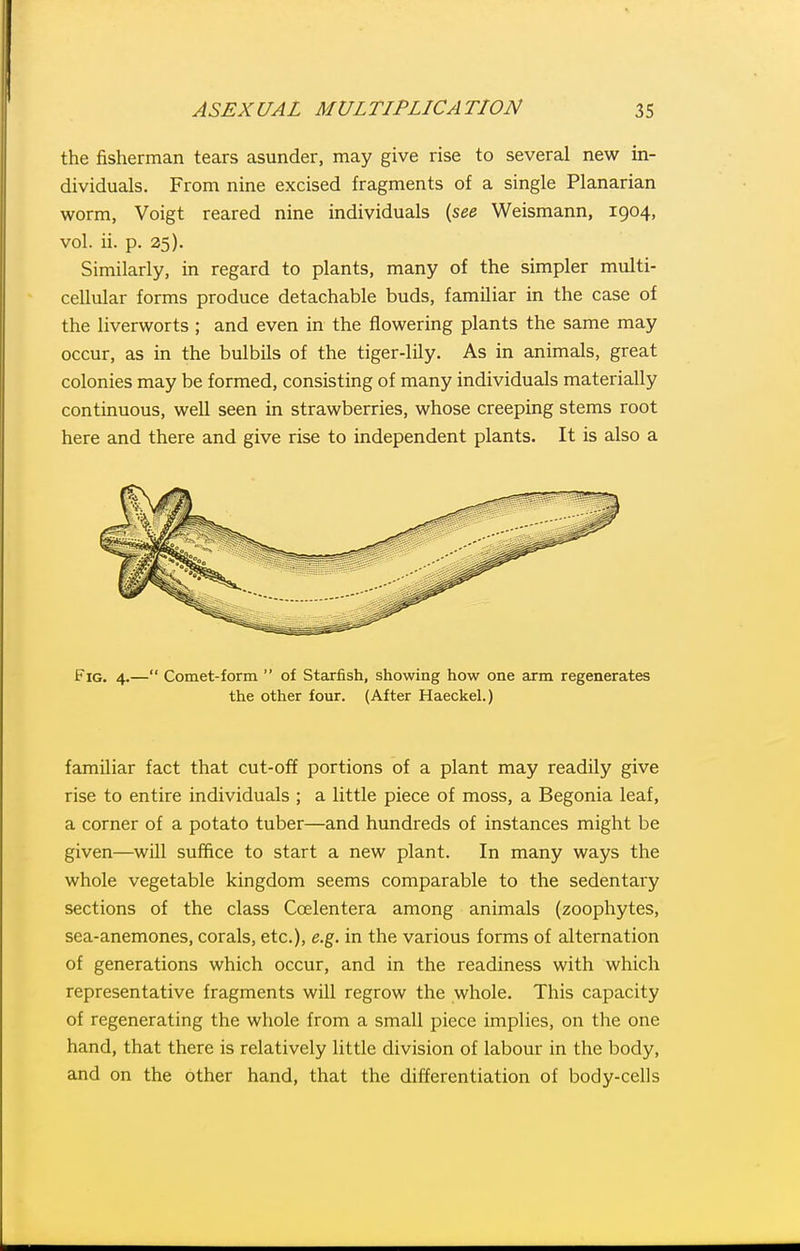 the fisherman tears asunder, may give rise to several new in- dividuals. From nine excised fragments of a single Planarian worm, Voigt reared nine individuals {see Weismann, 1904, vol. ii. p. 25). Similarly, in regard to plants, many of the simpler multi- cellular forms produce detachable buds, familiar in the case of the liverworts ; and even in the flowering plants the same may occur, as in the bulbils of the tiger-lily. As in animals, great colonies may be formed, consisting of many individuals materially continuous, well seen in strawberries, whose creeping stems root here and there and give rise to independent plants. It is also a Fig. 4.— Comet-form  of Staxfish, showing how one arm regenerates the other four. (After Haeckel.) familiar fact that cut-off portions of a plant may readily give rise to entire individuals ; a little piece of moss, a Begonia leaf, a corner of a potato tuber—and hundreds of instances might be given—will suffice to start a new plant. In many ways the whole vegetable kingdom seems comparable to the sedentary sections of the class Coelentera among animals (zoophytes, sea-anemones, corals, etc.), e.g. in the various forms of alternation of generations which occur, and in the readiness with which representative fragments will regrow the whole. This capacity of regenerating the whole from a small piece implies, on the one hand, that there is relatively little division of labour in the body, and on the other hand, that the differentiation of body-cells