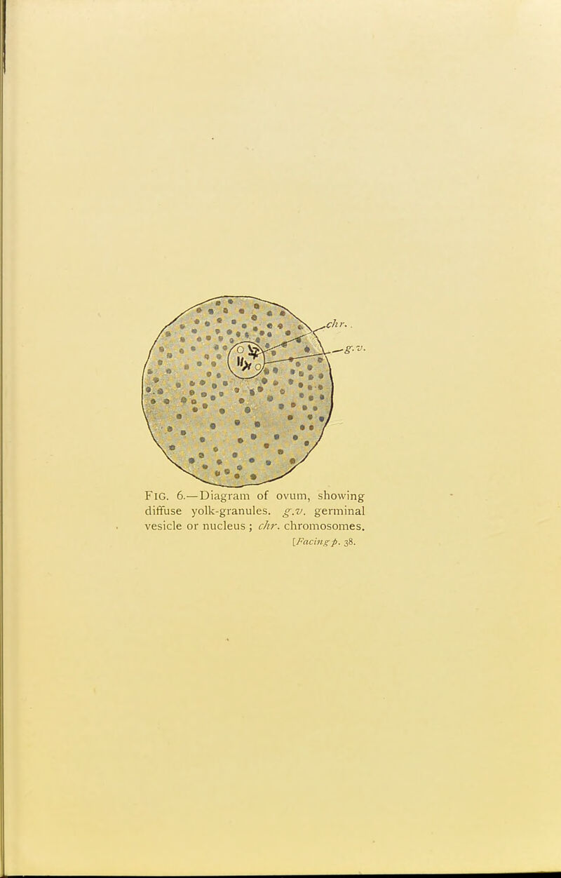 Fig. 6.—Diagram of ovum, showing diffuse yolk-granules, g.v. germinal vesicle or nucleus ; c/tr. chromosomes. iFacingp. 38.