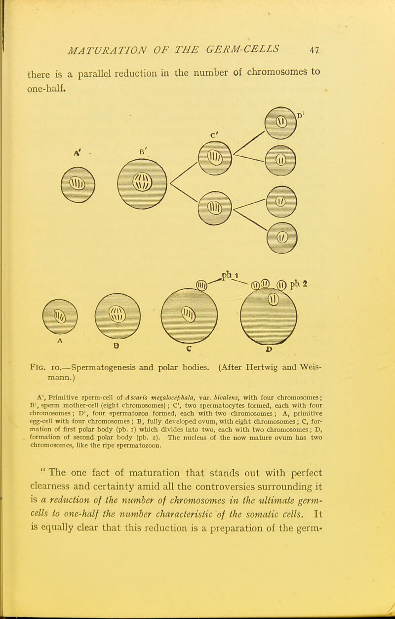 there is a parallel reduction in the number of chromosomes to one-half. Fig. io.—Spermatogenesis and polar bodies. (After Hertwig and Weis- mann.) A', Primitive sperm-cell of Ascaris megalocephala, var. bivalens, with four chromosomes; B', sperm mother-cell (eight chromosomes) ; C, two spermatocytes formed, each with four chromosomes; D', four spermatozoa formed, each with two chromosomes; A, primitive egg-cell with four chromosomes ; B, fully developed ovum, witli eight chromosomes ; C, for- mation of first polar body (pb. i) which divides into two, each with two chromosomes; D, formation of second polar body (pb. 2). The nucleus of the now mature ovum has two chromosomes, like the ripe spermatozoon.  The one fact of maturation that stands out with perfect clearness and certainty amid all the controversies surrounding it is a reduction of the number of chromosomes in the ultirnate germ' cells to one-half the number characteristic of the somatic cells. It is equally clear that this reduction is a preparation of the germ*