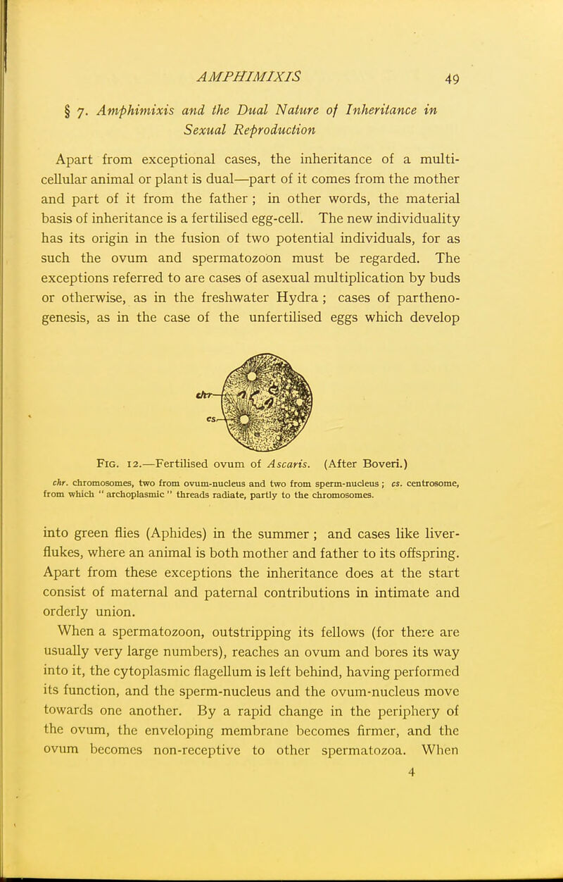 § 7. Amphimixis and the Dual 'Nature of Inheritance in Sexual Reproduction Apart from exceptional cases, the inheritance of a multi- cellular animal or plant is dual—part of it comes from the mother and part of it from the father ; in other words, the material basis of inheritance is a fertilised egg-cell. The new individuality has its origin in the fusion of two potential individuals, for as such the ovum and spermatozoon must be regarded. The exceptions referred to are cases of asexual multiplication by buds or otherwise, as in the freshwater Hydra; cases of partheno- genesis, as in the case of the unfertilised eggs which develop Fig. 12.—Fertilised ovum of Ascaris. (After Boveri.) chr. chromosomes, two from ovum-nucleus and two from sperm-nucleus; cs. centrosome, from which  archoplasmic  threads radiate, partly to the chromosomes. into green flies (Aphides) in the summer; and cases like liver- flukes, where an animal is both mother and father to its offspring. Apart from these exceptions the inheritance does at the start consist of maternal and paternal contributions in intimate and orderly union. When a spermatozoon, outstripping its fellows (for there are usually very large numbers), reaches an ovum and bores its way into it, the cytoplasmic flagellum is left behind, having performed its function, and the sperm-nucleus and the ovum-nucleus move towards one another. By a rapid change in the periphery of the ovum, the enveloping membrane becomes firmer, and the ovum becomes non-receptive to other spermatozoa. When 4
