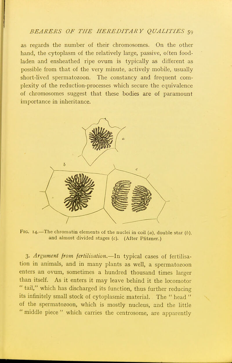 as regards the number of their chromosomes. On the other hand, the cytoplasm of the relatively large, passive, often food- laden and ensheathed ripe ovum is typically as different as possible from that of the very minute, actively mobile, usually short-lived spermatozoon. The constancy and frequent com- plexity of the reduction-processes which secure the equivalence of chromosomes suggest that these bodies are of paramount importance in inheritance. Fig. 14.—The chromatin elements of the nuclei in coil (a), double star (b), and almost divided stages (c). (After Pfitzner.) 3. Argument from feriilisation.—In typical cases of fertilisa- tion in animals, and in many plants as well, a spermatozoon enters an ovum, sometimes a hundred thousand times larger than itself. As it enters it may leave behind it the locomotor  tail, which has discharged its function, thus further reducing its infinitely small stock of cytoplasmic material. The  head  of the spermatozoon, which is mostly nucleus, and the little  middle piece  which carries the centrosome, are apparently