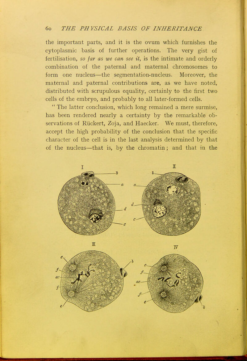 the important parts, and it is the ovum which furnishes the cytoplasmic basis of further operations. The very gist of fertilisation, so far as we can see it, is the intimate and orderly combination of the paternal and maternal chromosomes to form one nucleus—the segmentation-nucleus. Moreover, the maternal and paternal contributions are, as we have noted, distributed with scrupulous equality, certainly to the first two cells of the embryo, and probably to all later-formed cells.  The latter conclusion, which long remained a mere surmise, has been rendered nearly a certainty by the remarkable ob- servations of Riickert, Zoja, and Haecker. We must, therefore, accept the high probability of the conclusion that the specific character of the cell is in the last analysis determined by that of the nucleus—that is, by the chromatin; and that in the W