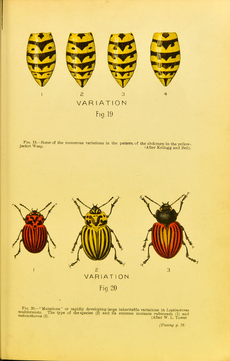 2 3 VAR I ATION Fig.19 4- . 1?-—Some of the numerous variations in the pattern of the abdomen in the vellow- jacket Wasp. ,After KeUogg and Bell). VARIATl ON Fig. 20 «. Mumtlons or ranidly developing large inheritable variations in Leptinotarm muattenuito. The type of the species (2) and ita extreme mutants rubiennda (1) and meUmothorax (3). (After W. L. Tower [Facing p. 76.