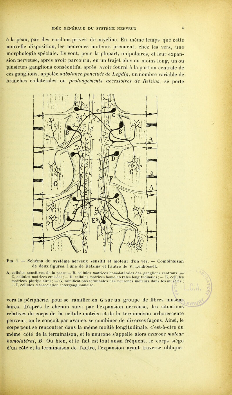 à la peau, par des cordons privés de myéline. En même temps que cette nouvelle disposition, les neurones moteurs prennent, chez les vers, une morphologie spéciale. Ils sont, pour la plupart, unipolaires, et leur expan- sion nerveuse, après avoir parcouru, en un trajet plus ou moins long, un ou plusieurs ganglions consécutifs, après avoir fourni à la portion centrale de ces ganglions, appelée substance ponctuée de Leydig, un nombre variable de branches collatérales ou prolongements accessoires de Retziiis, se porte FiG. 1. — Schéma du système nerveux sensitif et moteur d'un ver. — Combinaison de deux figures, l'une de Relzius et l'autre de V. Lenliossék. A, cellules sensitives de la peau; — B, cellules motrices hoinolatérales des ganglions centraux ; — C, cellules motrices croisées; — D, cellules motrices honiolatérales longitudinales; — E, cellules motrices pluripolaires; — G, ramifications terminales des neurones moteurs dans les muscles ; — I, cellules d'association interganglionnaire. vers la périphérie, pour se ramifier en G sur un groupe de fibres muscn^?^ laires. D'après le chemin suivi par l'expansion nerveuse, les situations relatives du corps de la cellule motrice et de la terminaison arborescente peuvent, on le conçoit par avance, se combiner de diverses façons. Ainsi, le corps peut se rencontrer dans la même moitié longitudinale, c'est-à-dire du même côté de la terminaison, et le neurone s'appelle alors neurone moteur homolatéral, B. Ou bien, et le fait est tout aus.si fréquent, le corps siège d'un côté et la terminaison de l'autre, l'expansion ayant traversé oblique-