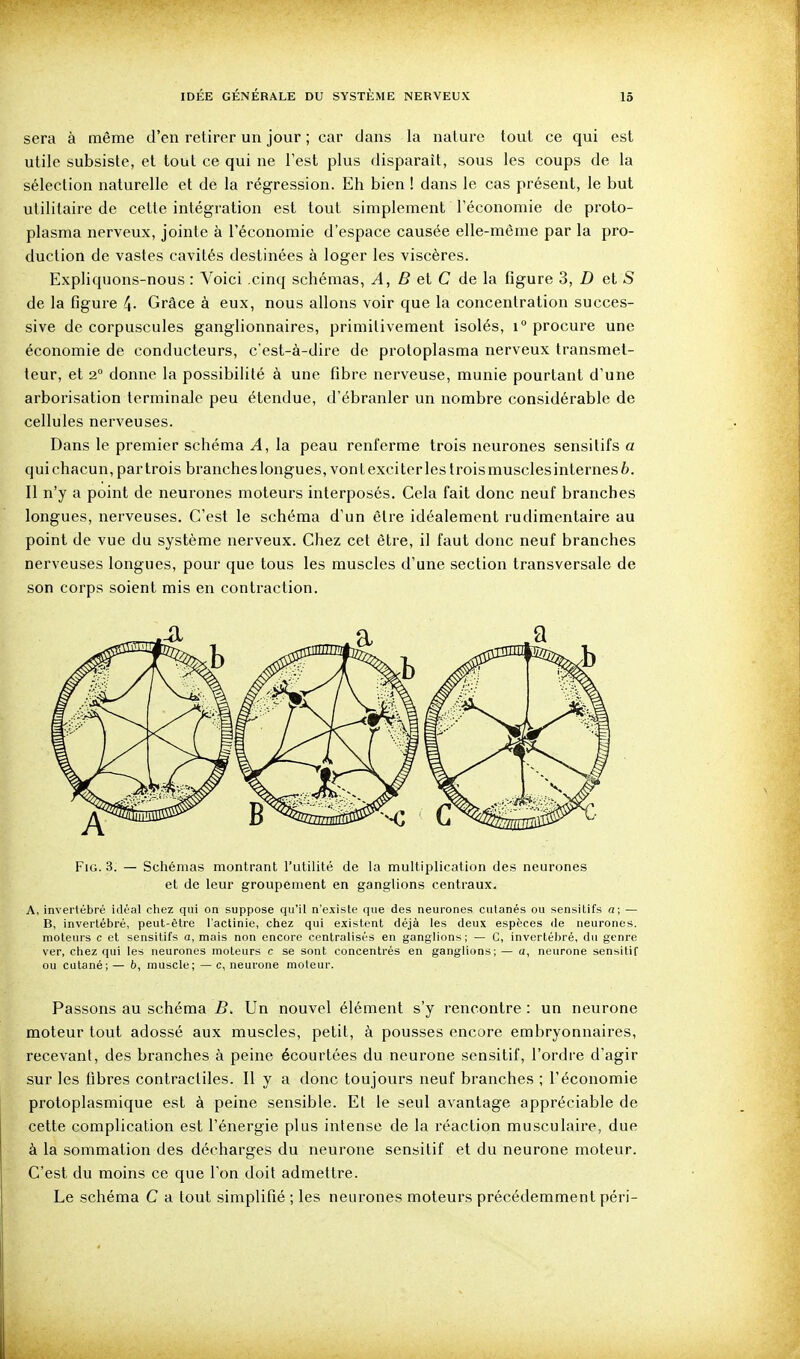 sera à même d'en retirer un jour ; car dans la nature tout ce qui est utile subsiste, et tout ce qui ne Test plus disparaît, sous les coups de la sélection naturelle et de la régression. Eh bien ! dans le cas présent, le but utilitaire de cette intégration est tout simplement l'économie de proto- plasma nerveux, jointe à l'économie d'espace causée elle-même par la pro- duction de vastes cavités destinées à loger les viscères. Expliquons-nous : Voici cinq schémas, ^, fi et C de la figure 3, D el S de la figure 4- Grâce à eux, nous allons voir que la concentration succes- sive de corpuscules ganglionnaires, primitivement isolés, i° procure une économie de conducteurs, c'est-à-dire de protoplasma nerveux transmet- teur, et 2° donne la possibilité à une fibre nerveuse, munie pourtant d'une arborisation terminale peu étendue, d'ébranler un nombre considérable de cellules nerveuses. Dans le premier schéma A, la peau renferme trois neurones sensitifs a qui chacun, par trois branches longues, vont exciter les trois muscles internes 6. 11 n'y a point de neurones moteurs interposés. Cela fait donc neuf branches longues, nerveuses. C'est le schéma d'un être idéalement rudimentaire au point de vue du système nerveux. Chez cet être, il faut donc neuf branches nerveuses longues, pour que tous les muscles d'une section transversale de son corps soient mis en contraction. FiG. 3. — Schémas montrant l'utilité de la multiplication des neurones et de leur groupement en ganglions centraux. A, inverlébré idéal chez qui on suppose qu'il n'existe que des neurones cutanés ou sensitifs a; — B, invertébré, peut-être l'actinie, chez qui existent déjà les deux espèces de neurones, moteurs c et sensitifs a, mais non encore centralisés en ganglions; — C, invertéljré, du genre ver, chez qui les neurones moteurs c se sont concentrés en ganglions; — a, neurone sensitif ou cutané; — b, muscle; — c, neurone moleur. Passons au schéma B. Un nouvel élénnent s'y rencontre : un neurone moteur tout adossé aux muscles, petit, à pousses encore embryonnaires, recevant, des branches à peine écourtées du neurone sensitif, l'ordre d'agir sur les fibres contractiles. Il y a donc toujours neuf branches ; l'économie protoplasmique est à peine sensible. Et le seul avantage appréciable de cette complication est l'énergie plus intense de la réaction musculaire, due à la sommation des décharges du neurone sensitif et du neurone moteur. C'est du moins ce que l'on doit admettre. Le schéma C a tout simplifié ; les netirones moteurs précédemment péri-